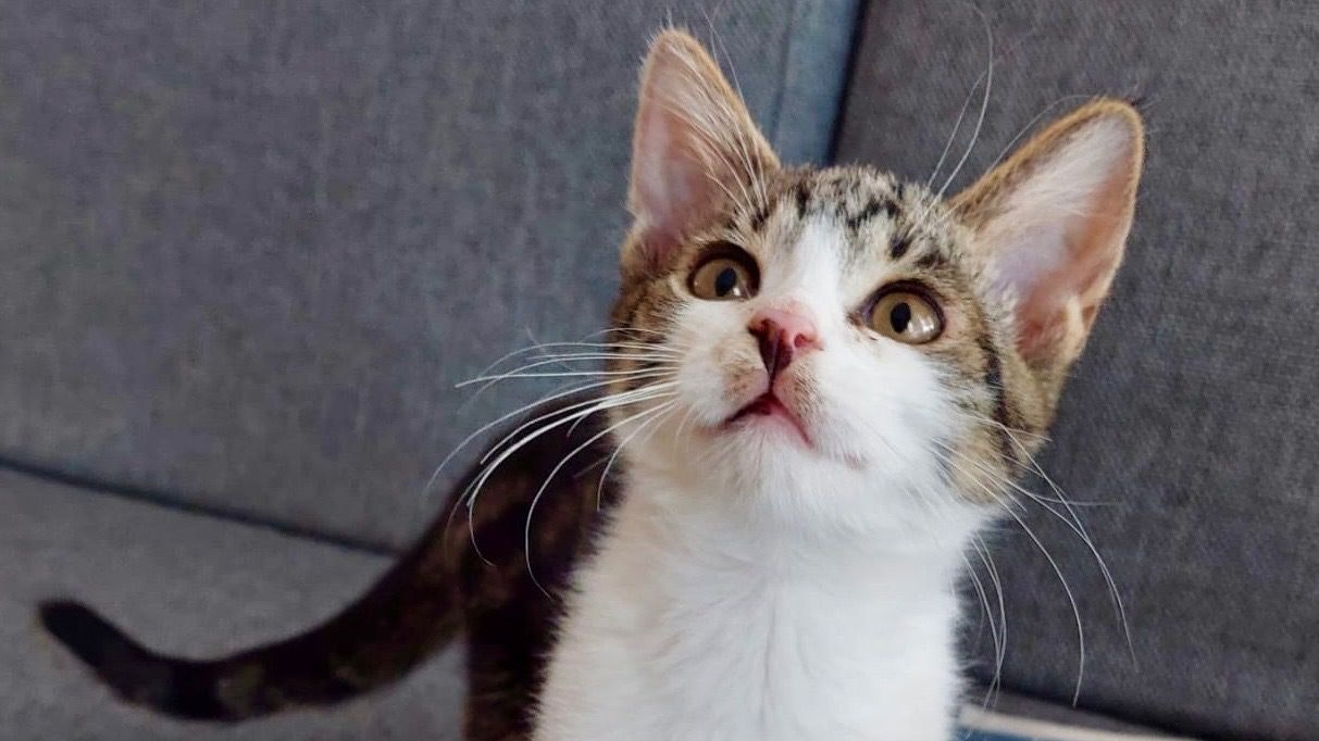 Die kleine Katze wurde mit 4 anderen verwahrlost abgegeben.