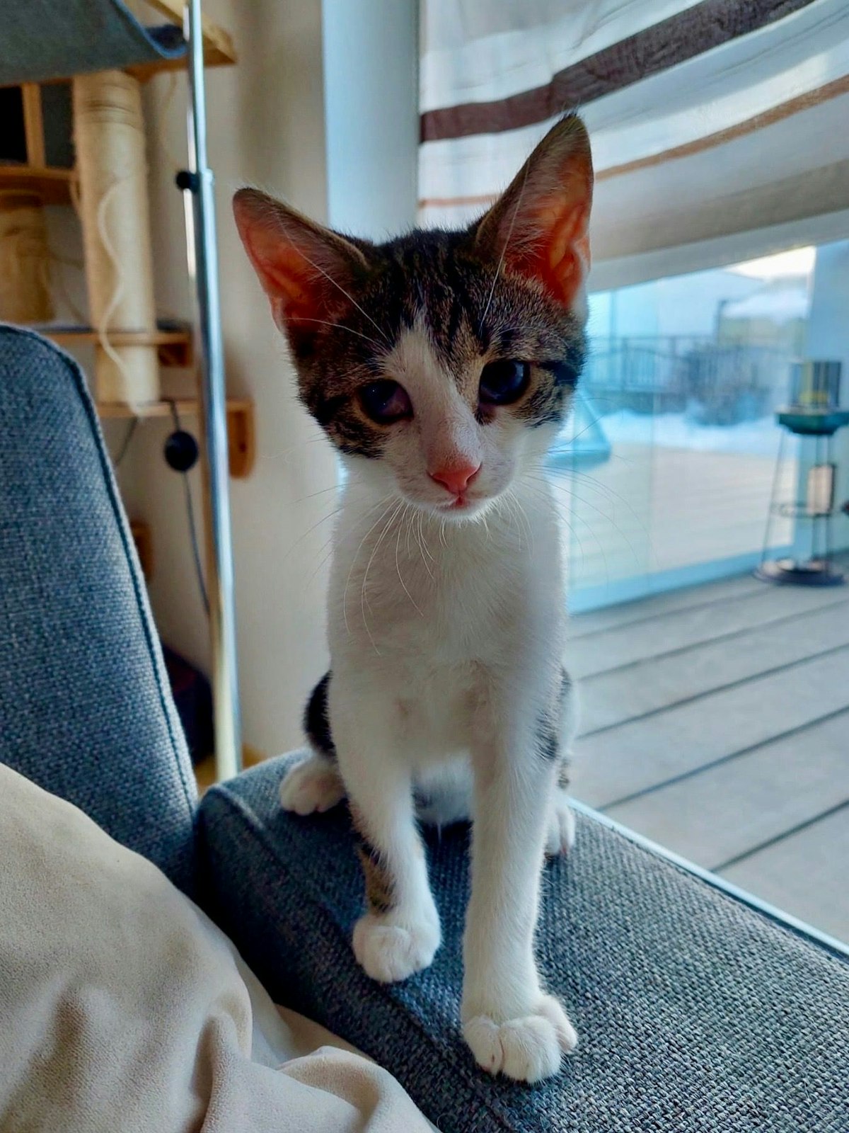 Zahlreiche Katzen werden immer wieder ausgesetzt.