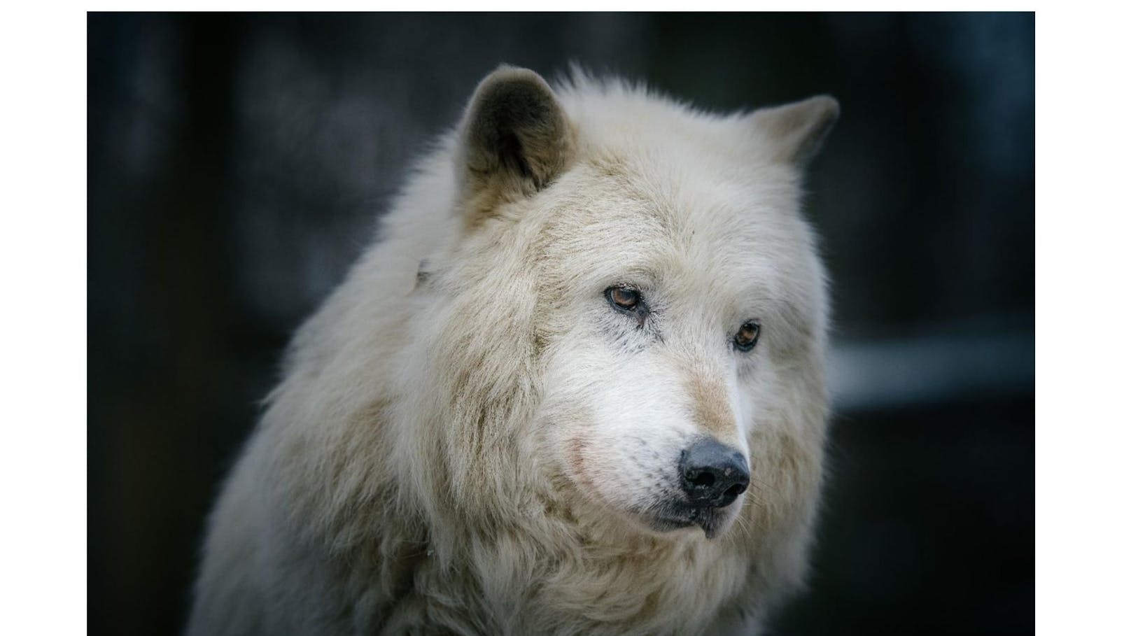 Abschied nach 14 Jahren - Wolf Nanuk ist gestorben