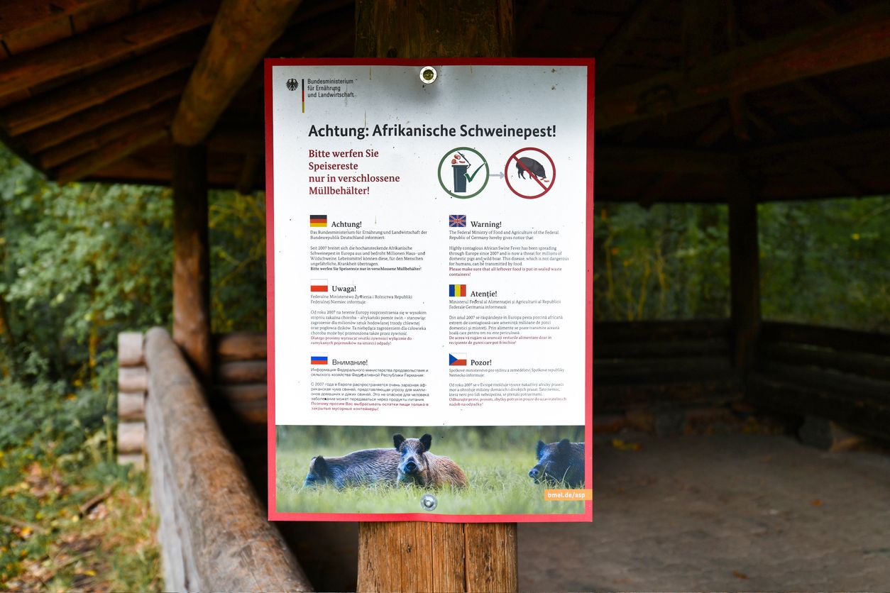 Die Afrikanische Schweinepest ist auf dem Vormarsch.