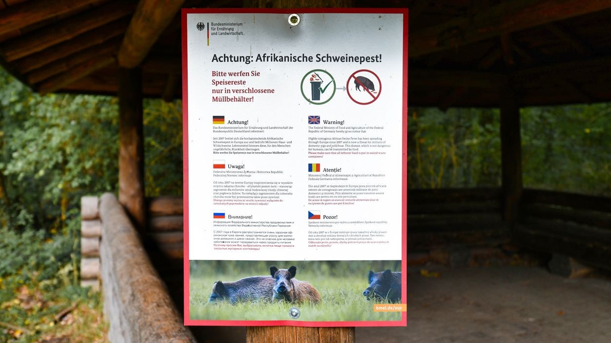 Die Afrikanische Schweinepest ist auf dem Vormarsch.