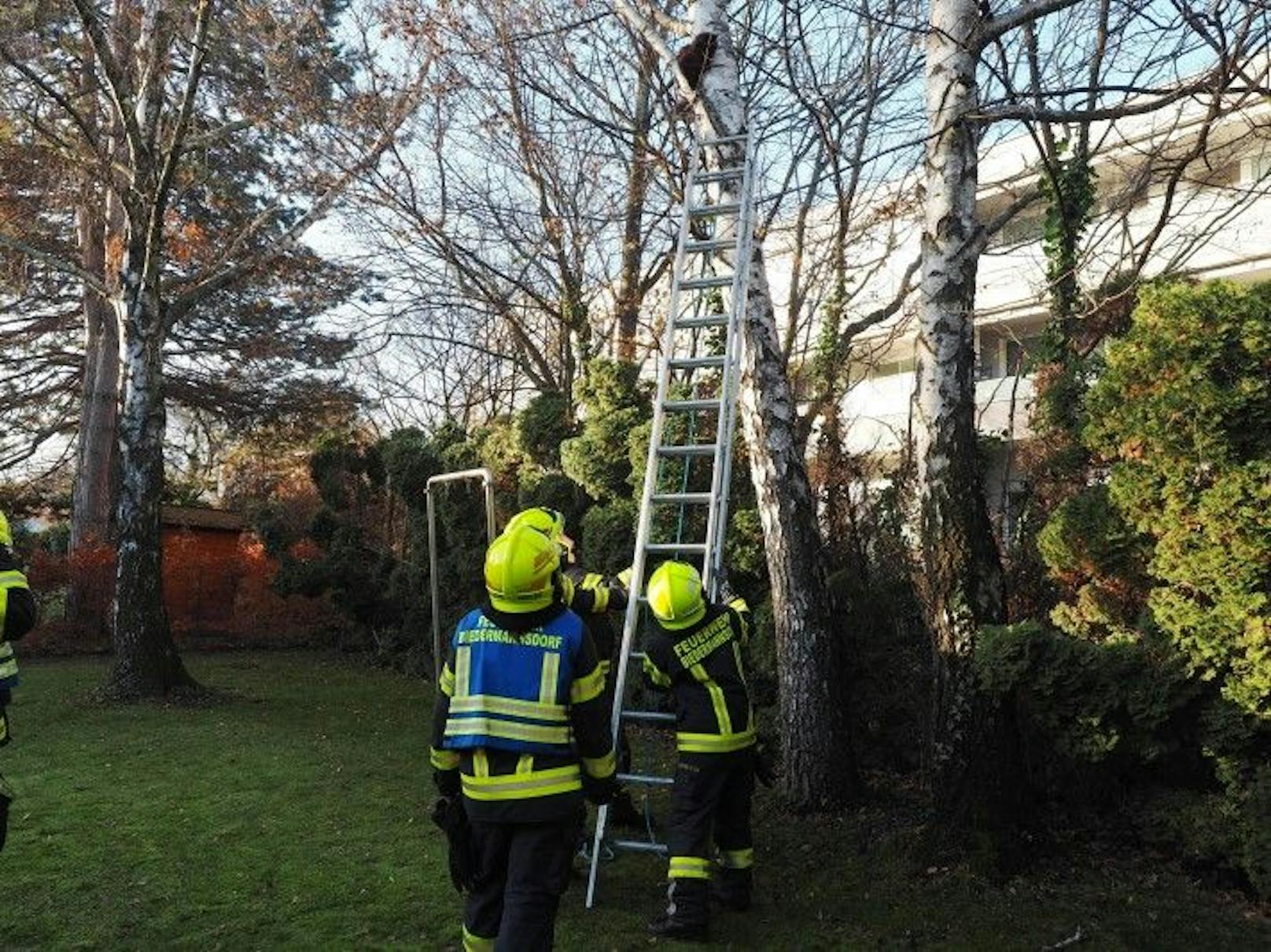 Klassiker der Feuerwehrrettung: Katze auf Baum