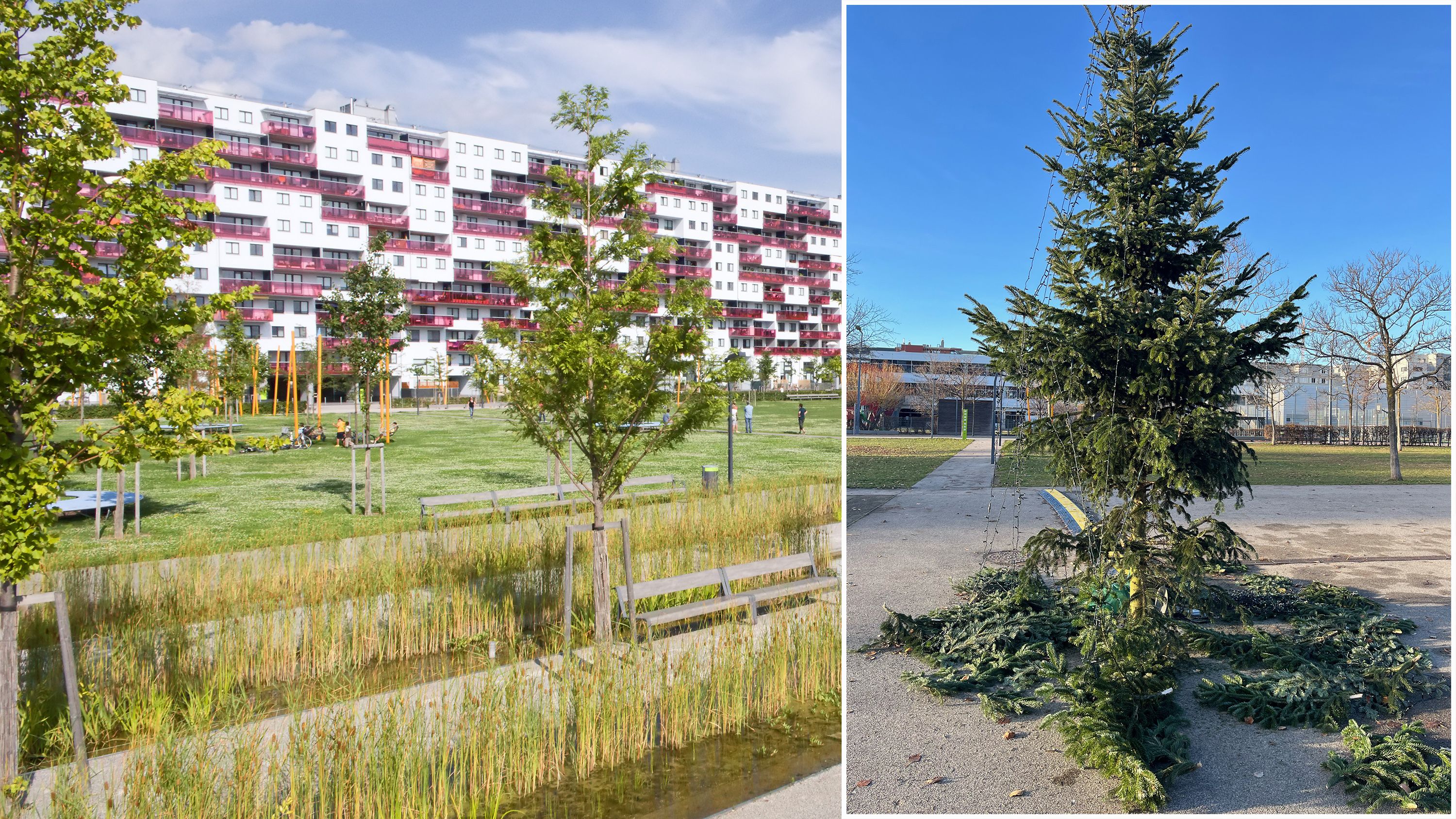 Die Jugendlichen rissen im Rudolf-Bednar-Park die Äste des Weihnachtsbaumes (r.) aus. 