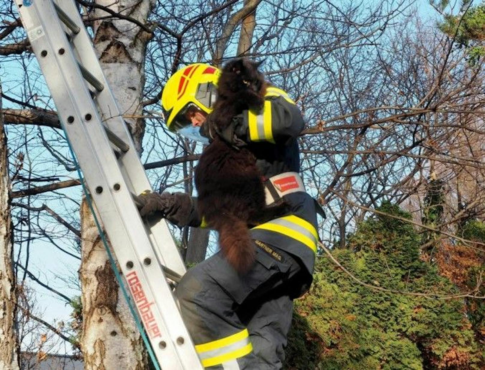 Klassiker der Feuerwehrrettung: Katze auf Baum