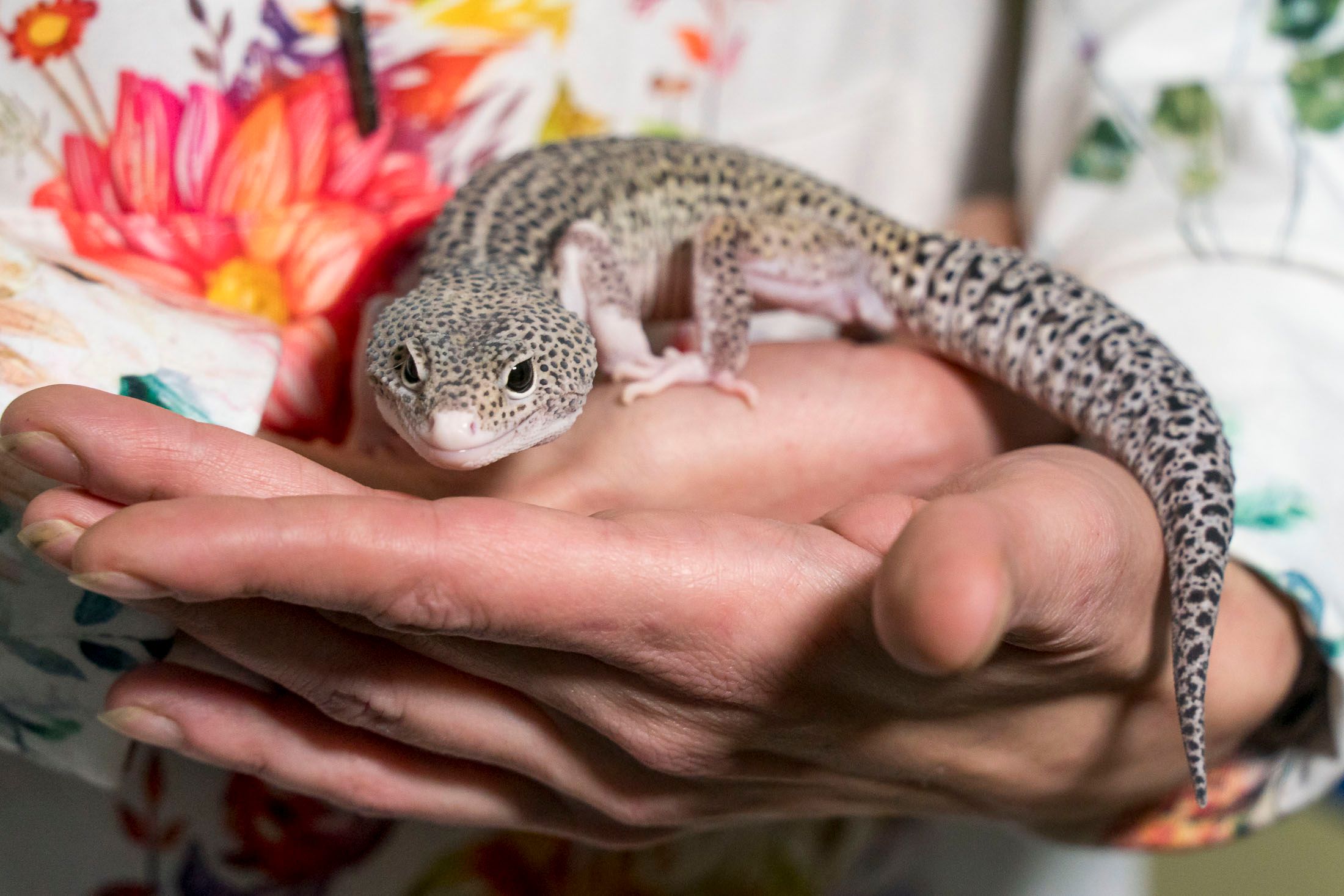 Egal, ob Reptilien oder Ziervögel - auch dafür braucht man ab heute einen Sachkundenachweis.