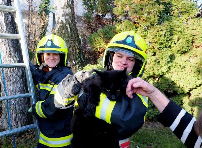 Klassiker der Feuerwehrrettung: Katze auf Baum