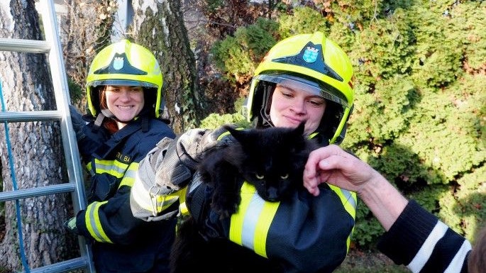 Klassiker der Feuerwehrrettung: Katze auf Baum