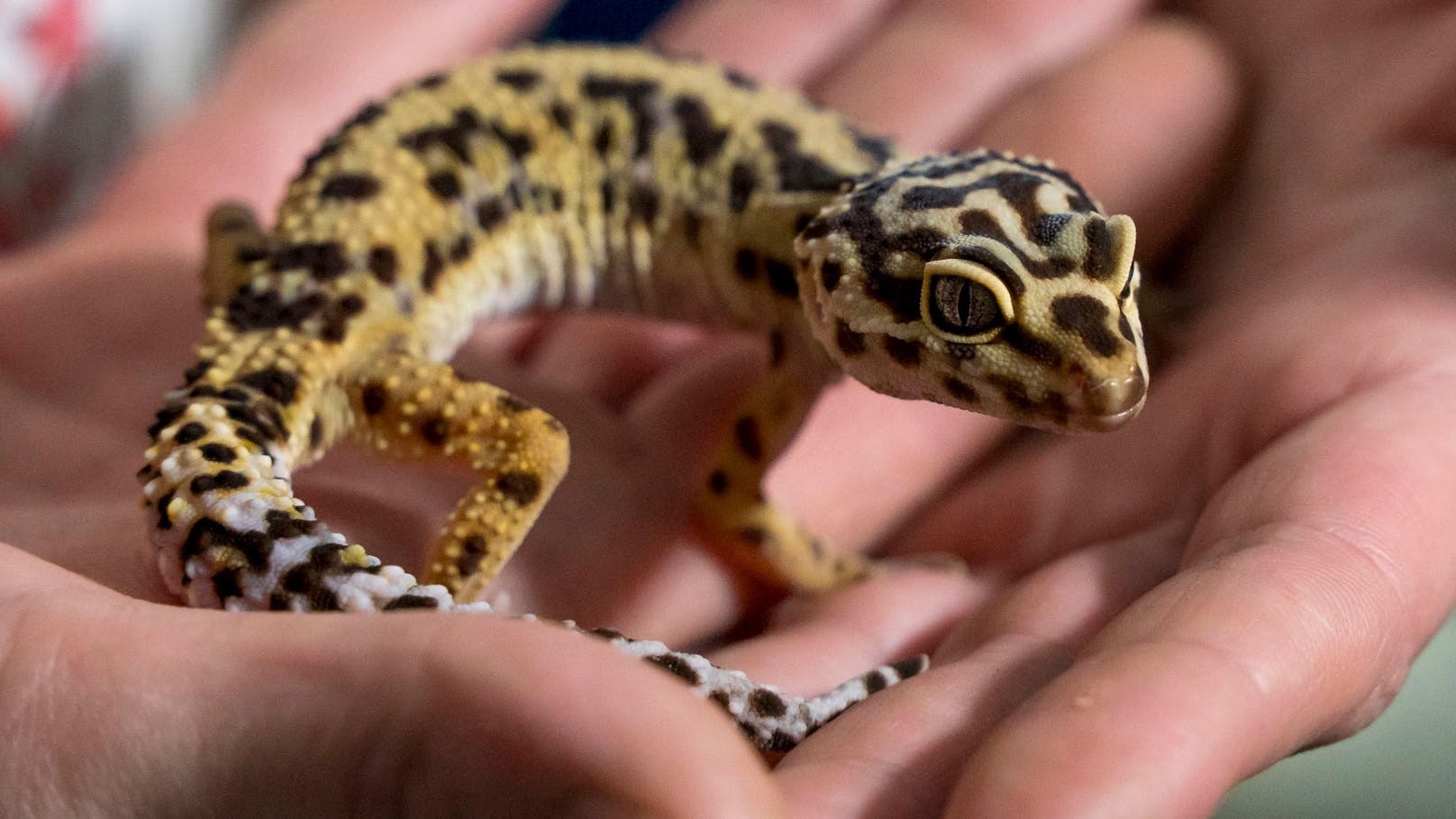 Dieser Leopardengecko ist unterernährt, sichtbar ist das vor allem am Schwanz.