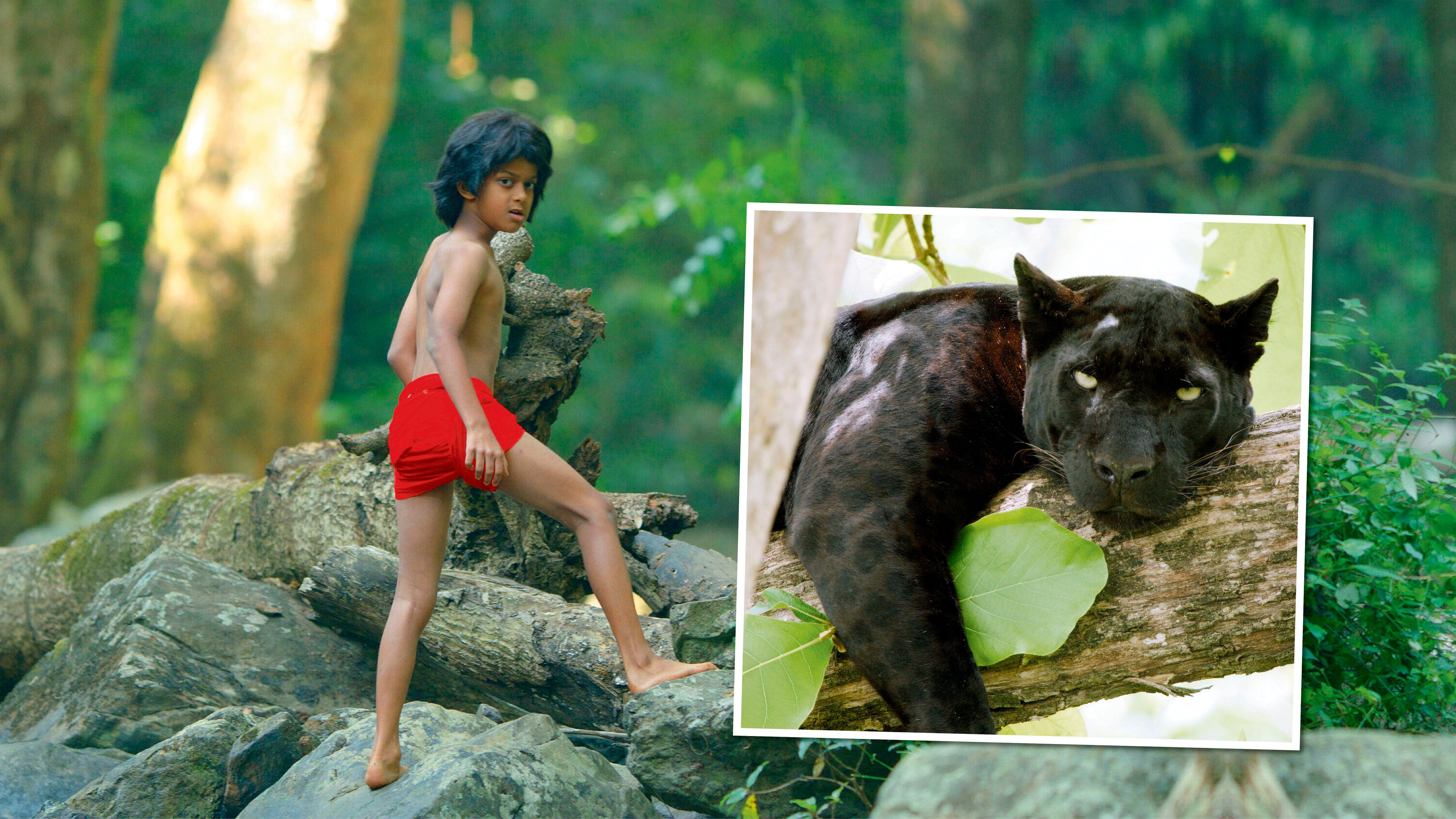 Der kleine Menschenjunge Mogli streunt durch den Dschungel...