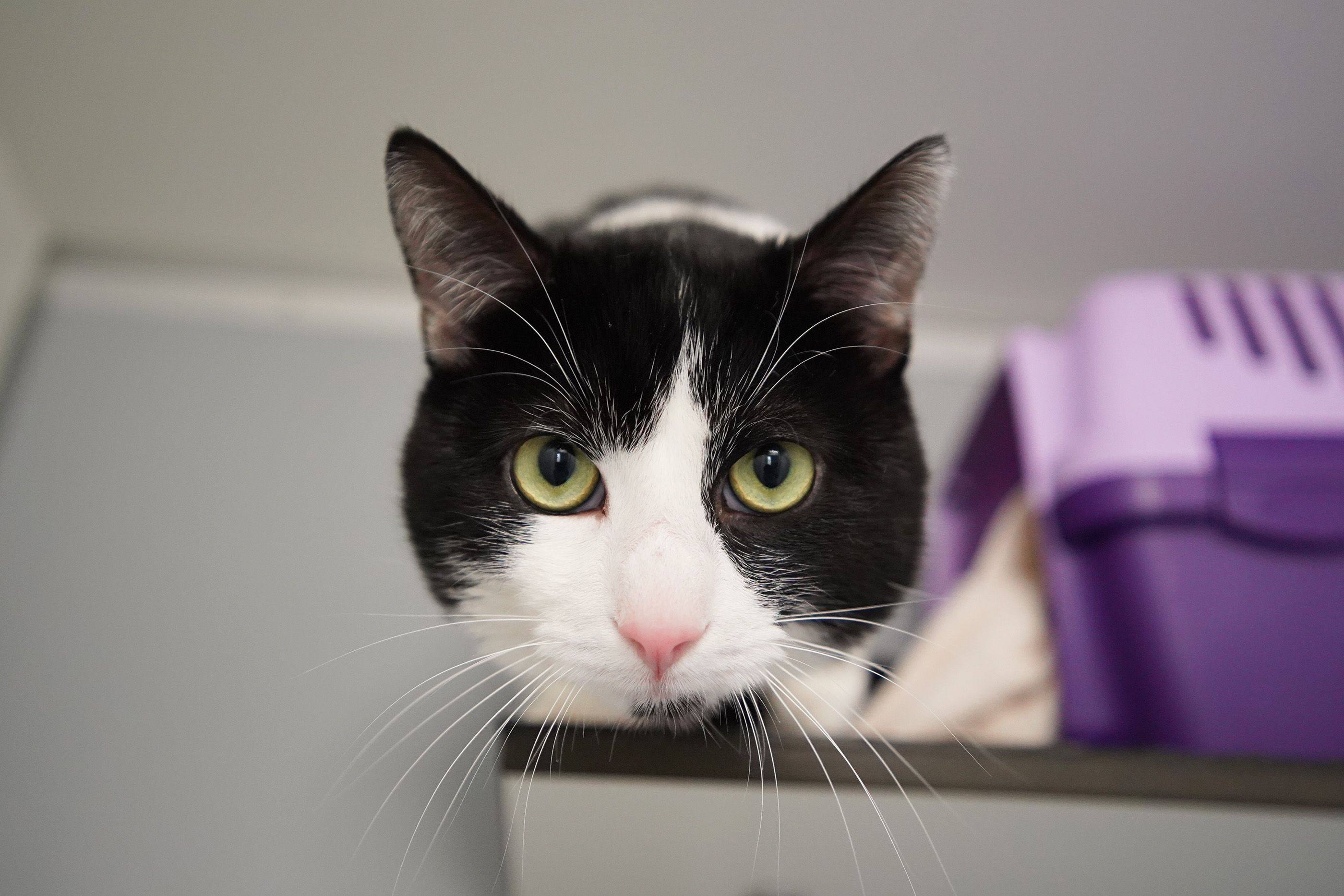 Henry sucht nach einem Zuhause mit Garten.