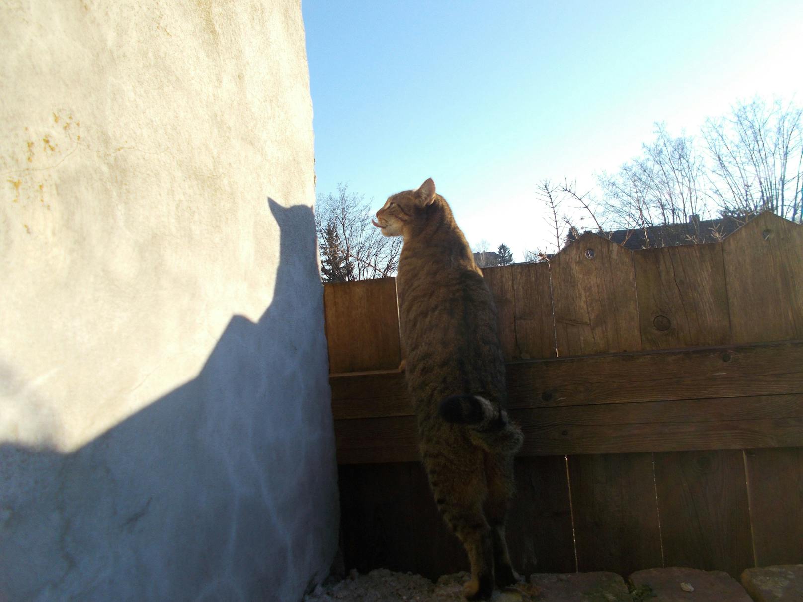 Kater Gusti ist ein Lauser - wem er da wohl die Zunge zeigt?