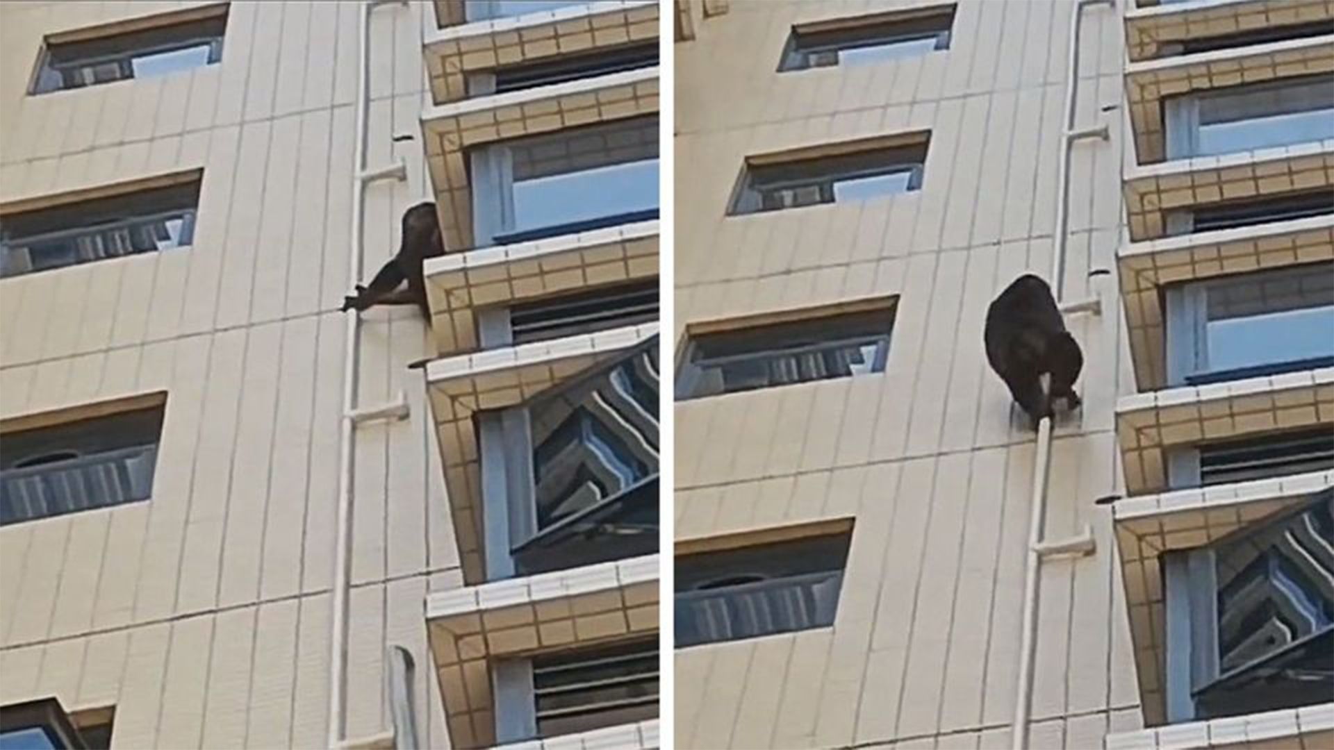 Ganz nach dem filmischen Vorbild, klettert hier offenbar ein junger Gorilla eine Hausfassade empor. 