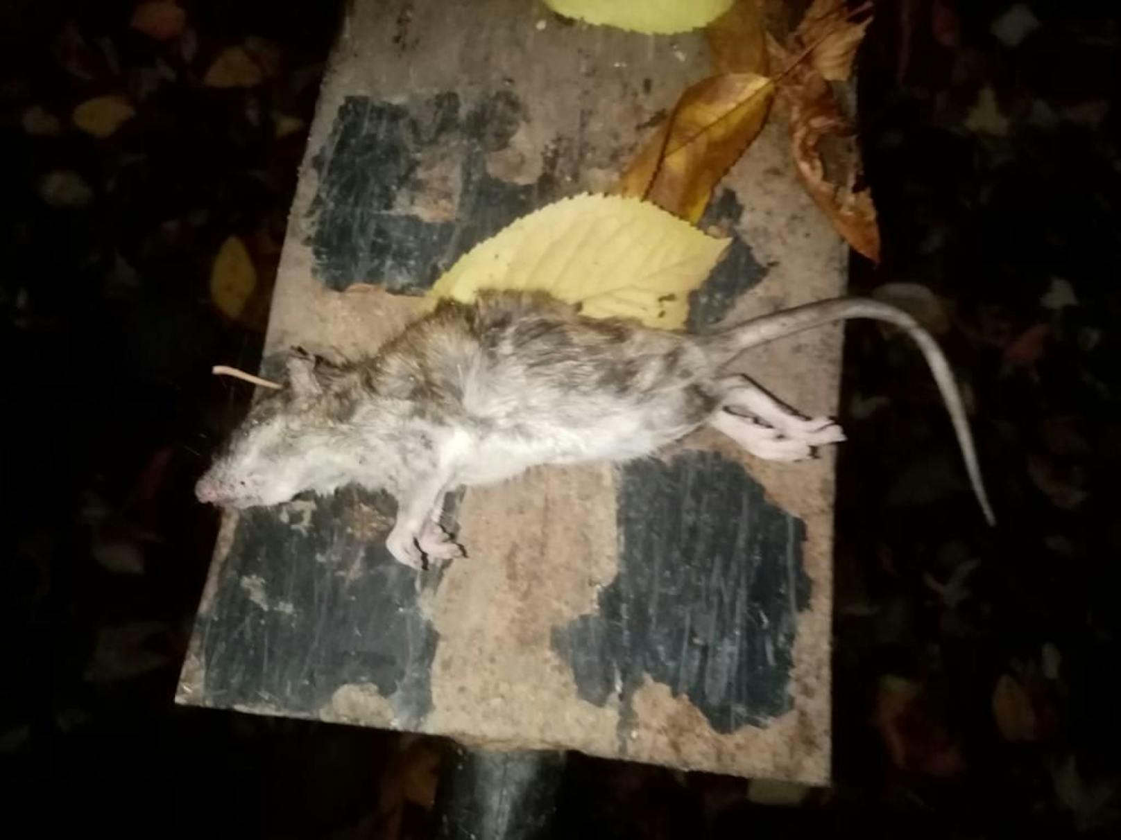 Die Ratte sieht noch schlimmer aus, ist tot.