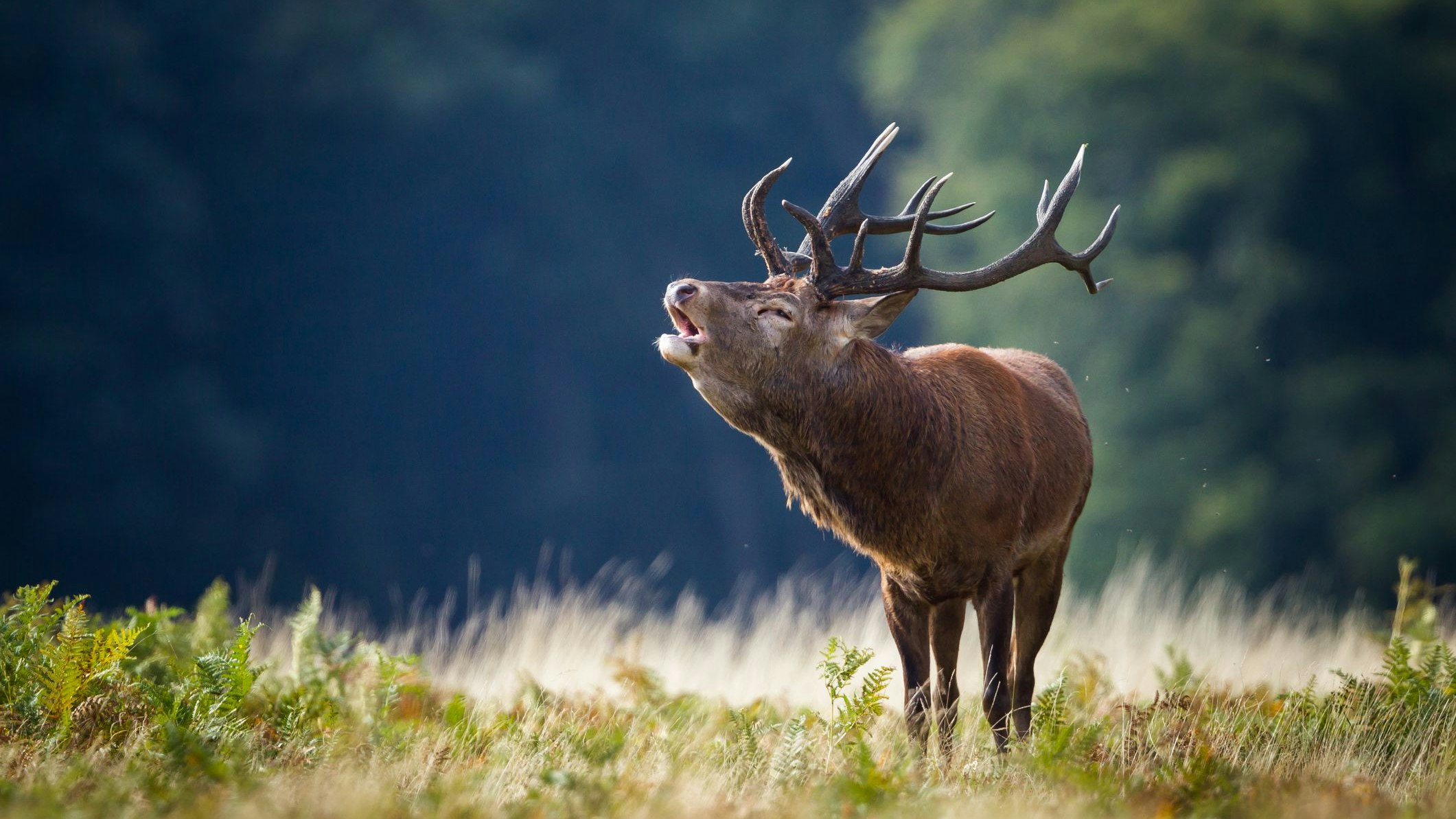 Ein Rothirsch der der Altersklasse I wurde illegal erlegt.