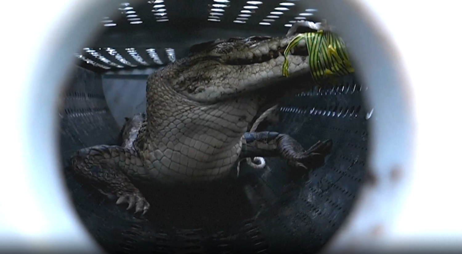 Obwohl sich das 2,5 Meter lange Tier nach Kräften wehrte, konnte es von Helfern eingefangen werden.