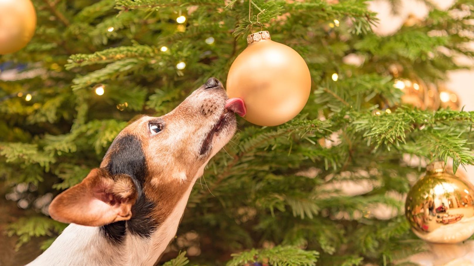 Gewusst? Zu Weihnachten werden Hunde vergiftet
