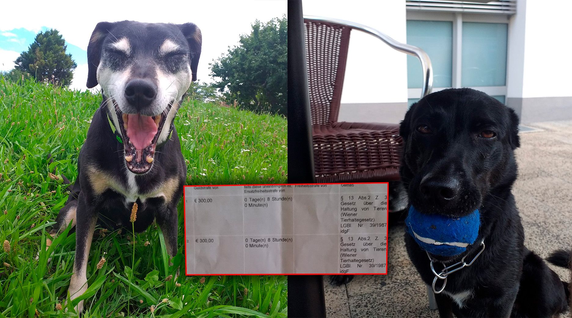 Klexy und Lillie waren ohne Leine und Beißkorb unterwegs.