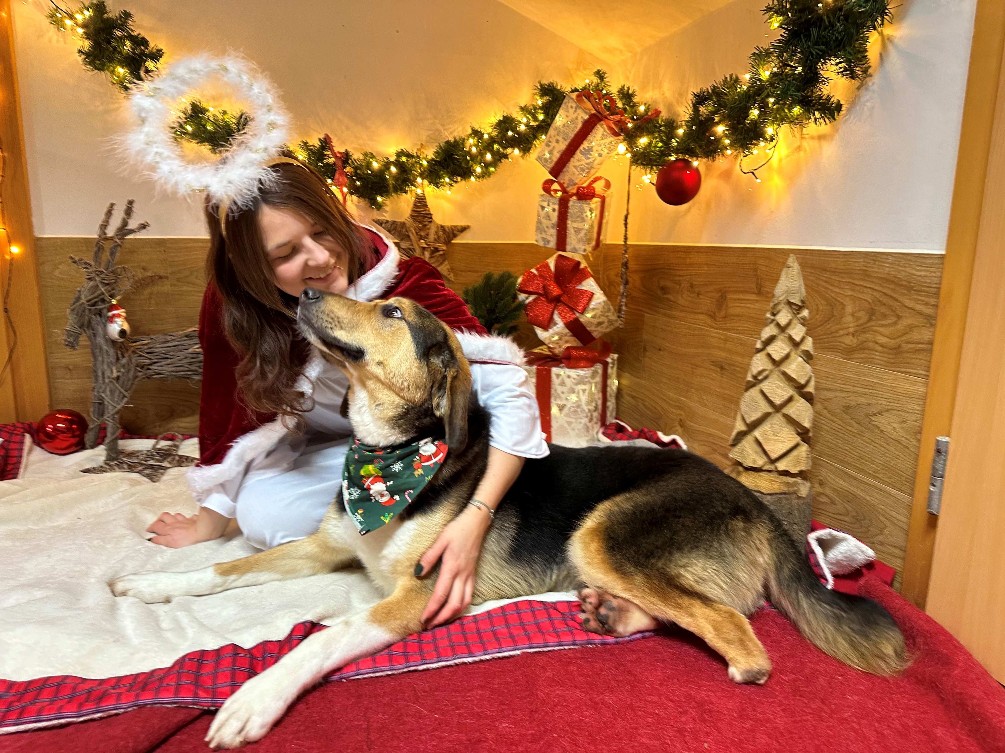 Die Schützlinge des Tierheims Pfotenhilfe - am Bild stellvertretend Hündin 