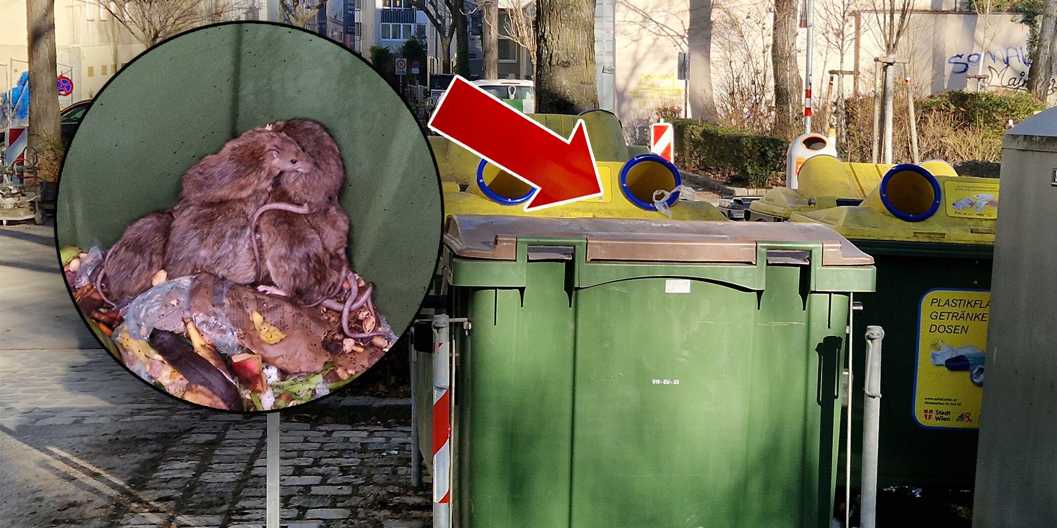 Die Biotonne einer Wohnanlage im 10. Bezirk ist voller Mäuse. Ein Anrainer ist mehr als sauer.