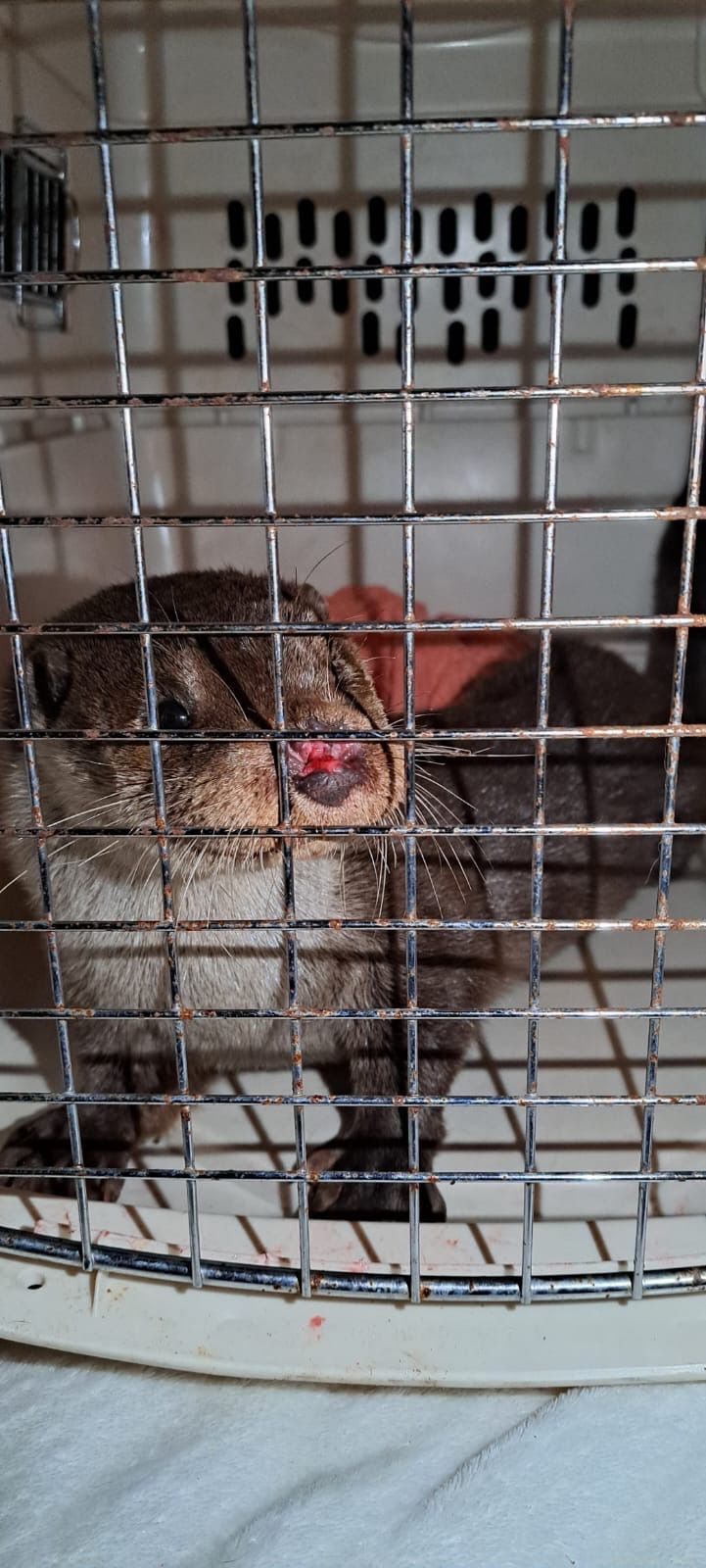 Das Fischotter-Mäderl ist schwer verletzt und braucht medizinische Versorgung.