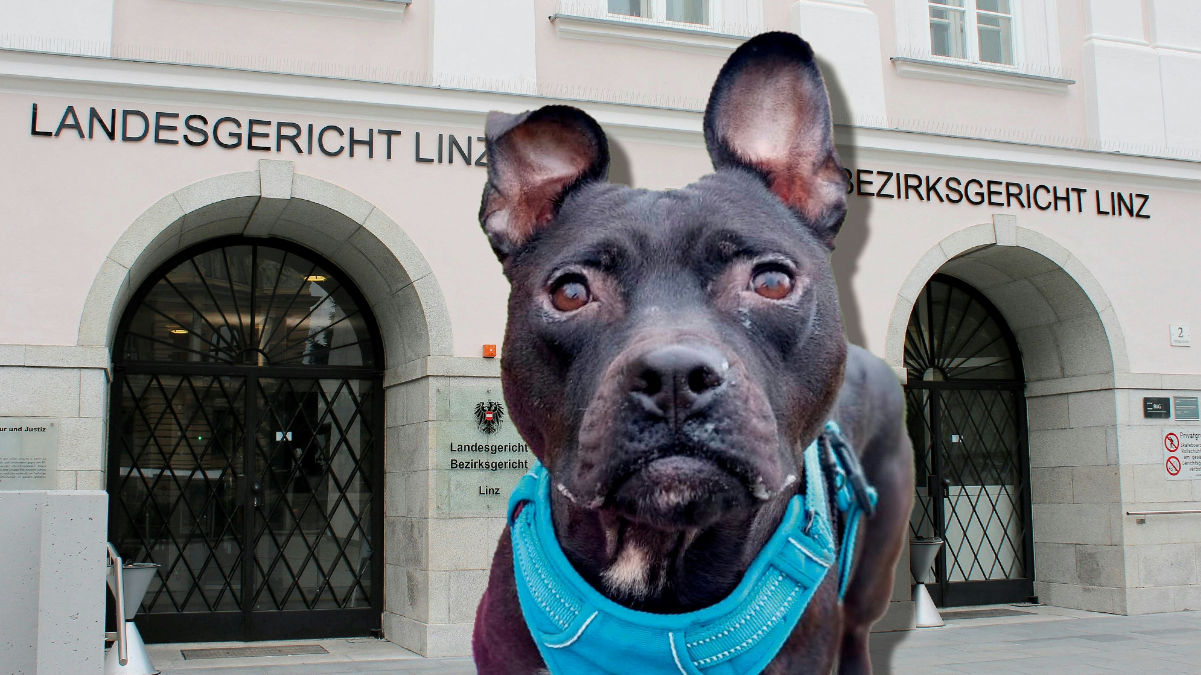 Ein 45-Jähriger soll Dutzende Hunde über Jahre gequält haben. Am 29. Jänner wird ihm in Linz der Prozess gemacht.