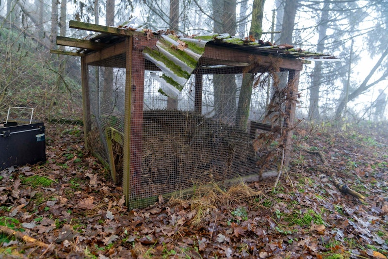 Nicht unweit befand sich eine Futterstelle für Wildtiere. 
