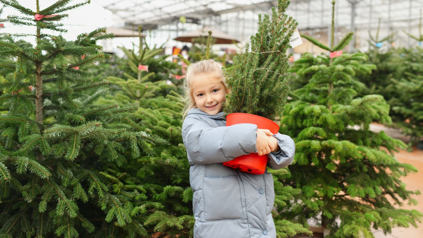 Verkauf startet – Das kosten Christbäume heuer in Wien