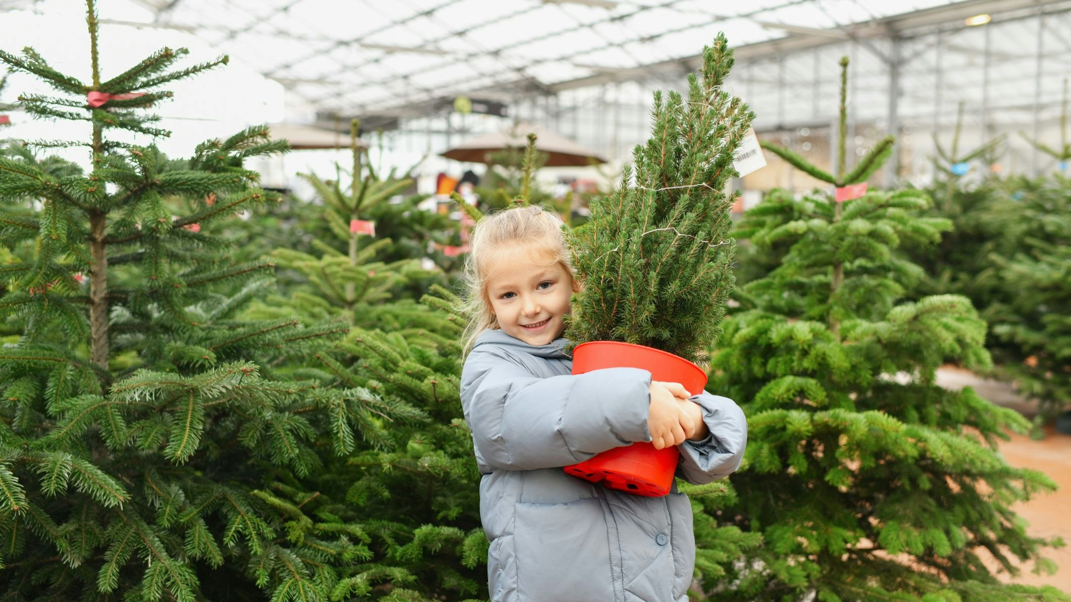 A small girl chooses a Christmas tree in the market.