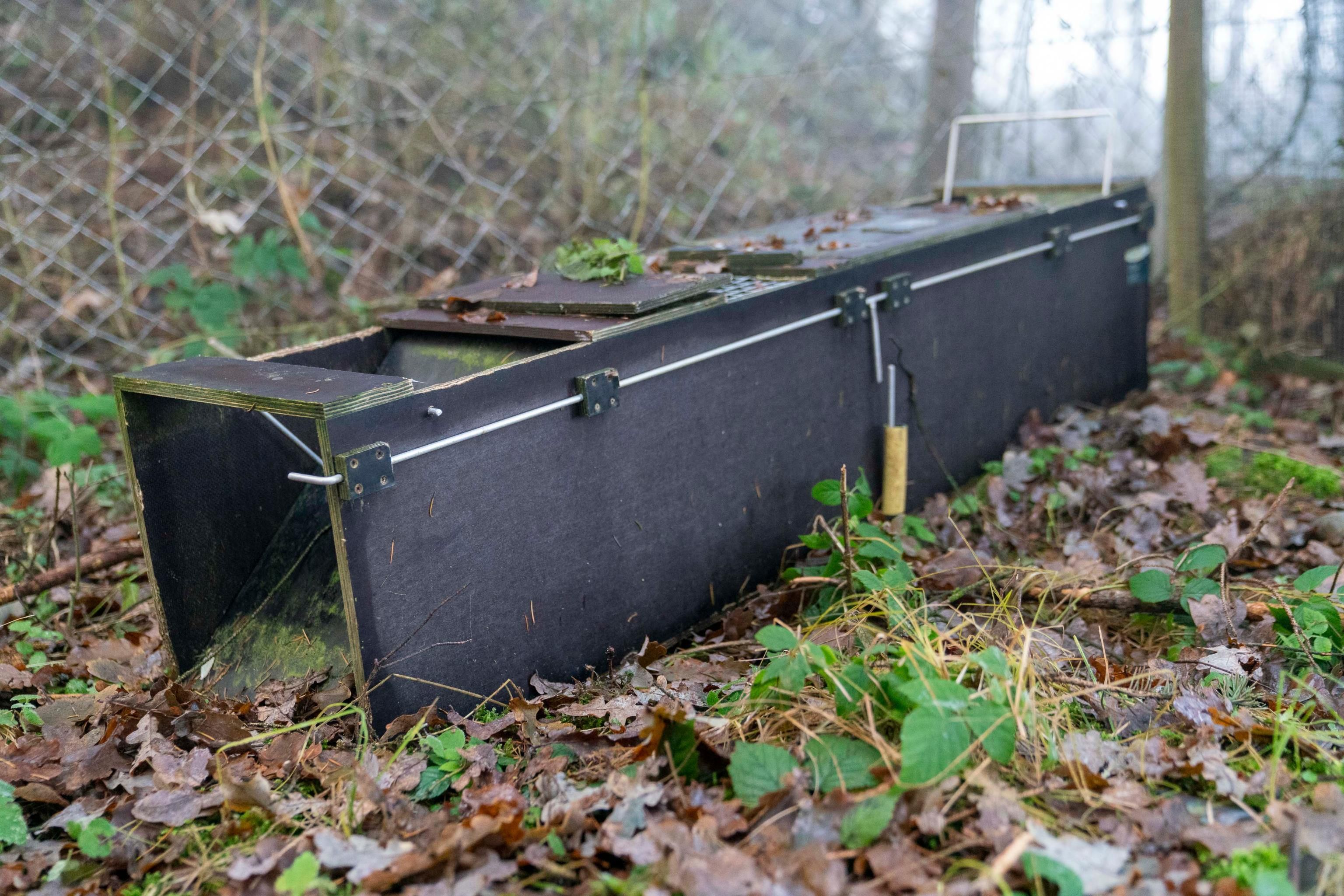 Zwei Spaziergänger entdeckten eine tote Katze und sechs Kastenfallen unterschiedlicher Größe im Wald. 