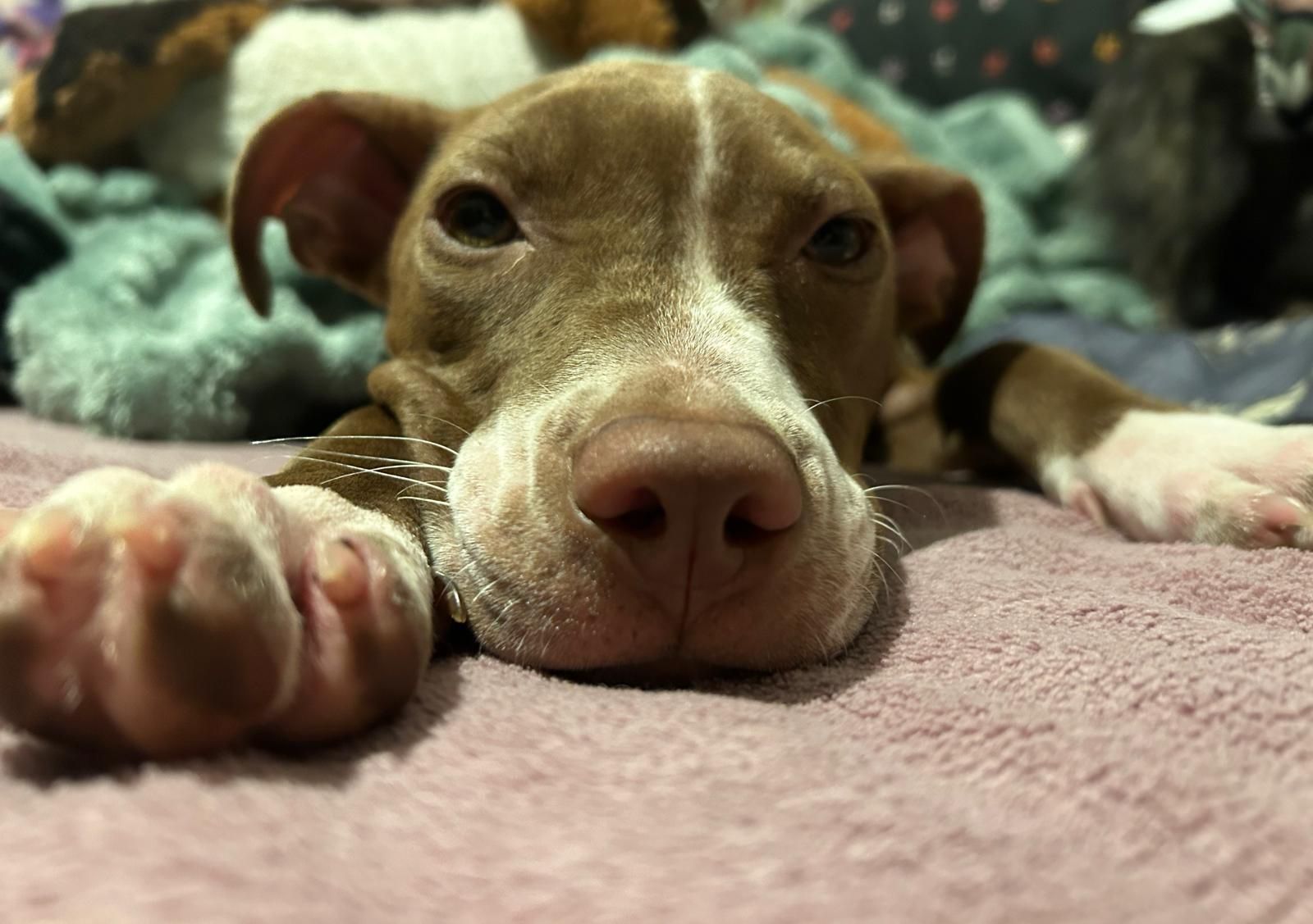 Ein paar der traumatisierten Ansfelden-Hunde können bereits vermittelt werden. 