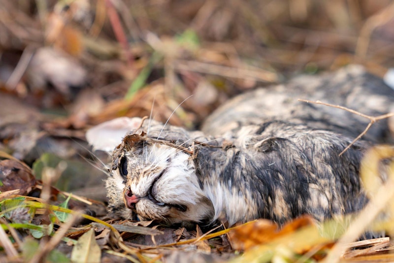 Merkwürdig war vor allem das Klebeband am Schwand und den Hinterbeinen der jungen Katze. 