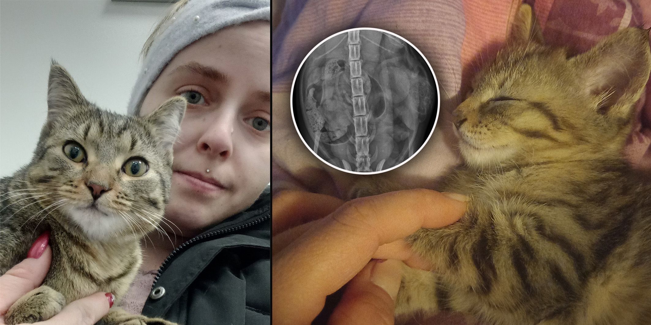 Larissa hofft darauf, dass ihre Katze die benötigte Operation so schnell wie möglich erhält.