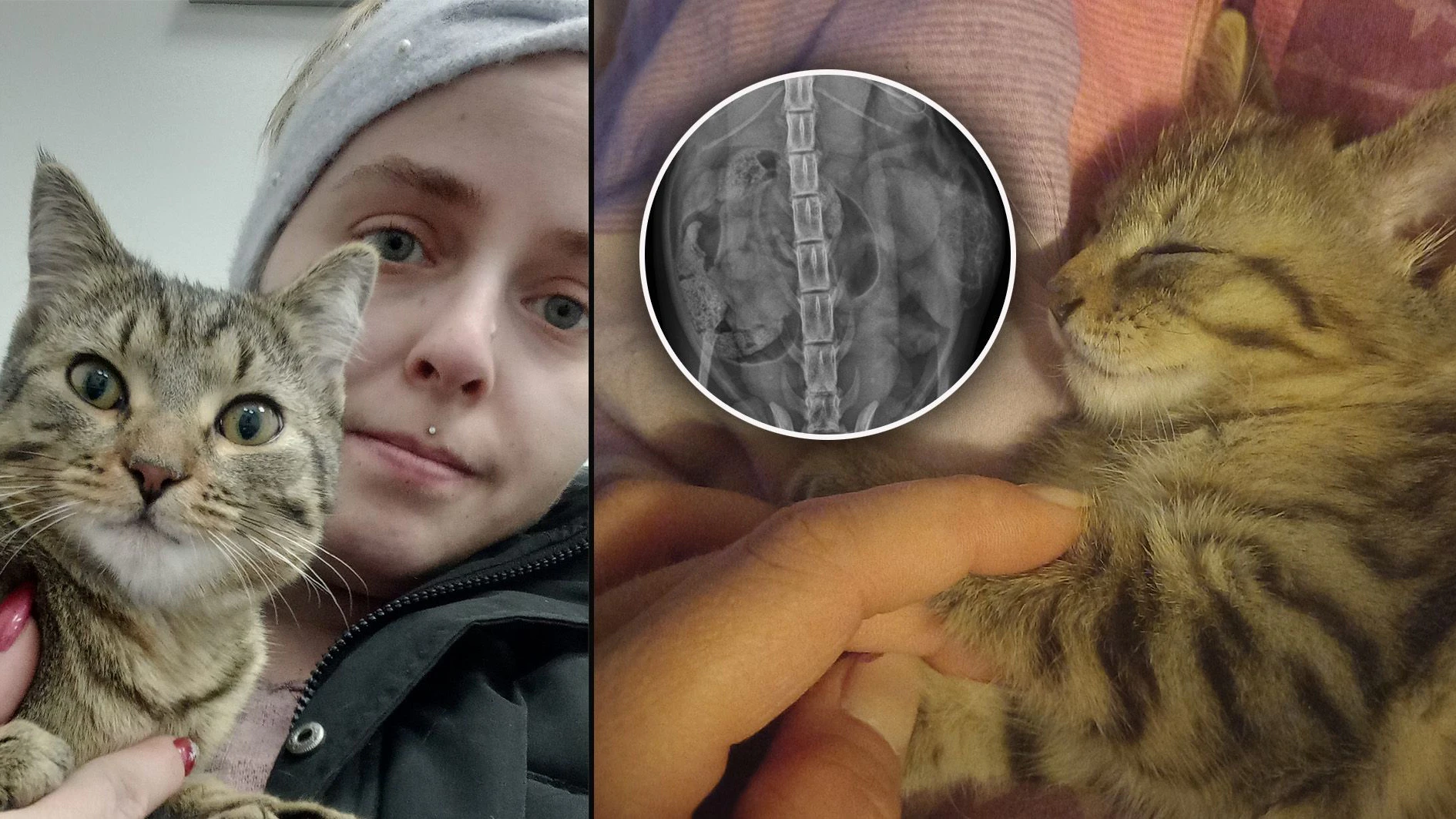 Katze krank. Wienerin bittet um Hilfe