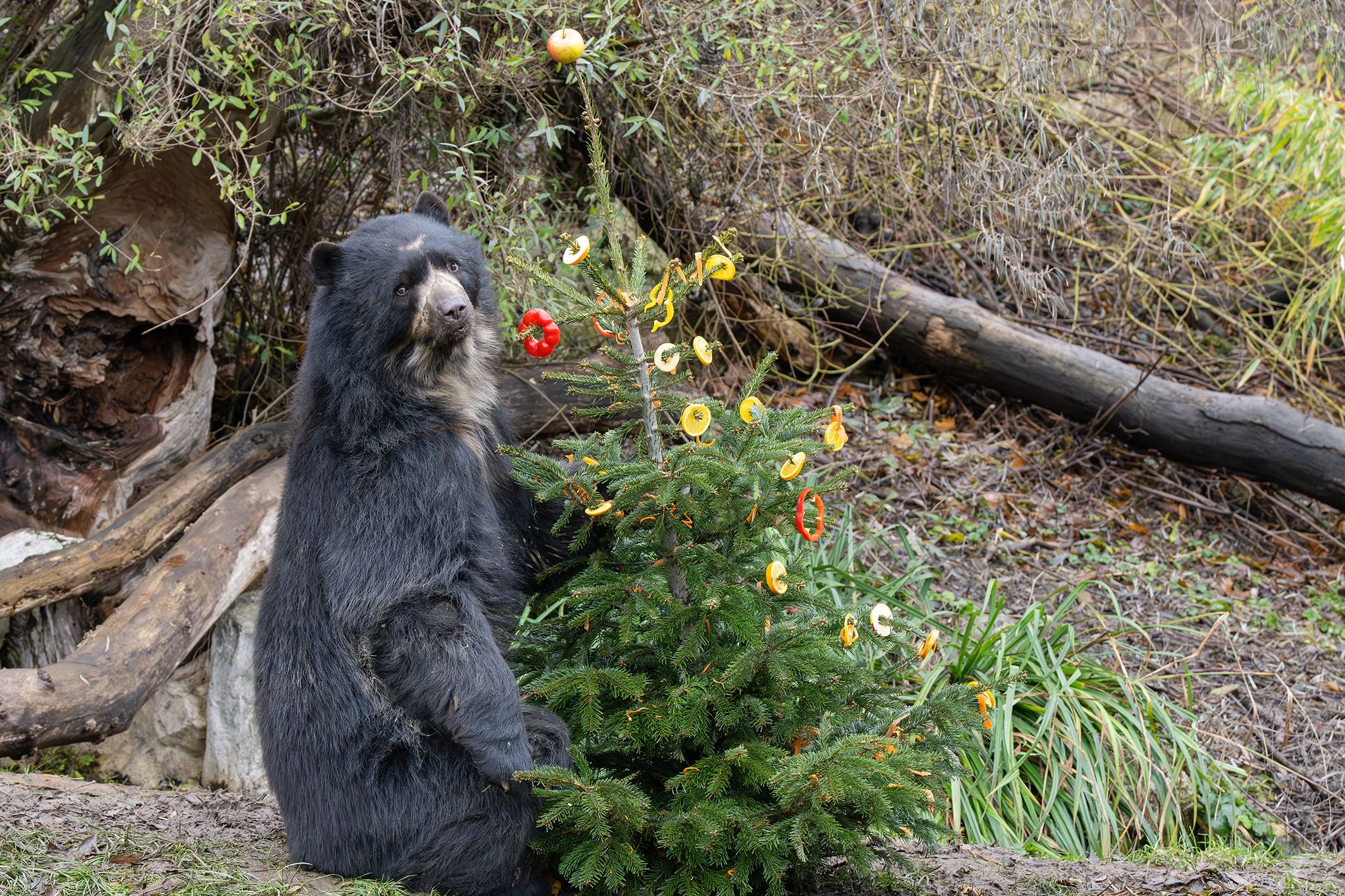 Liegt es an uns, oder hat dieser Bär mit seinem 