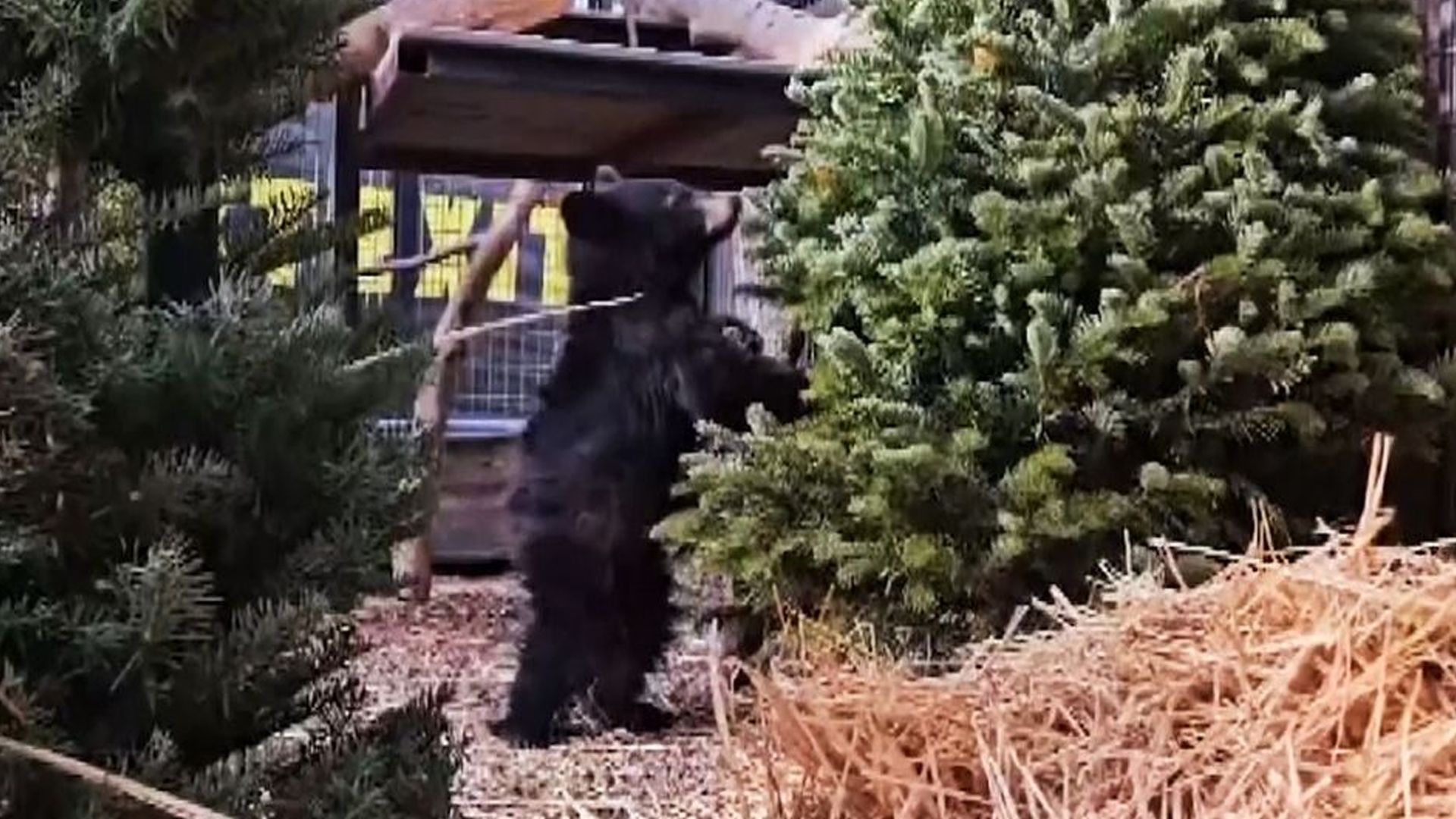 Der kleine Schwarzbär hört auf den Namen 