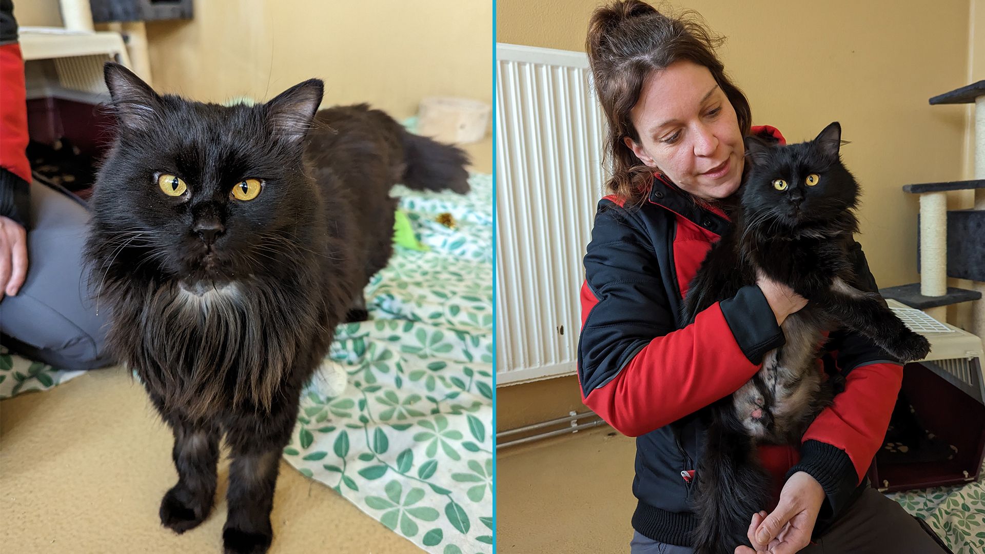 Über das persönliche Happy-End von Katerchen 