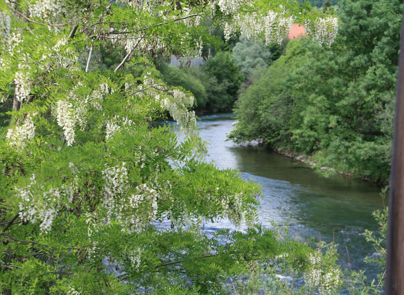 Natur in Kapfenberg