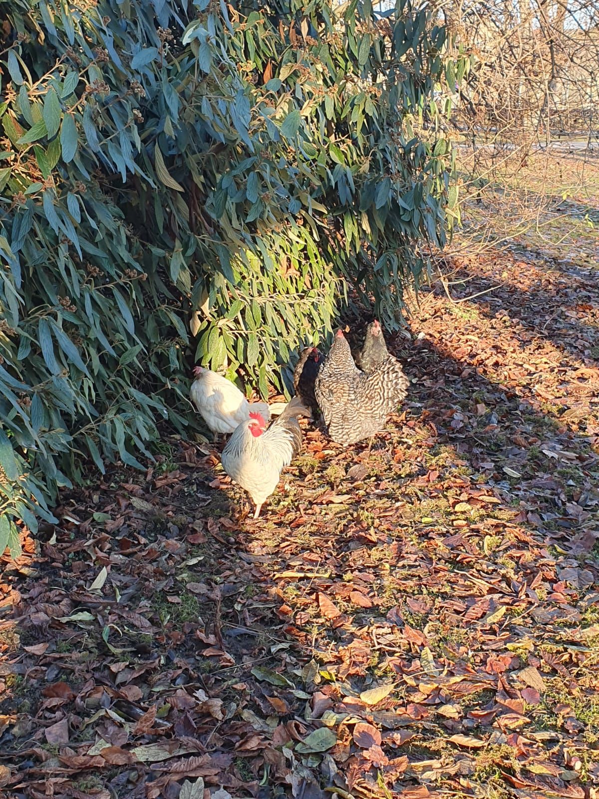 Ein freilaufender Hund biss drei Hühner im Hammerpark St. Pölten tot.