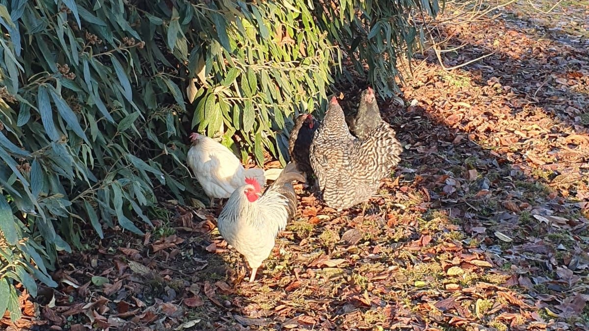 Ein freilaufender Hund biss drei Hühner im Hammerpark St. Pölten tot.