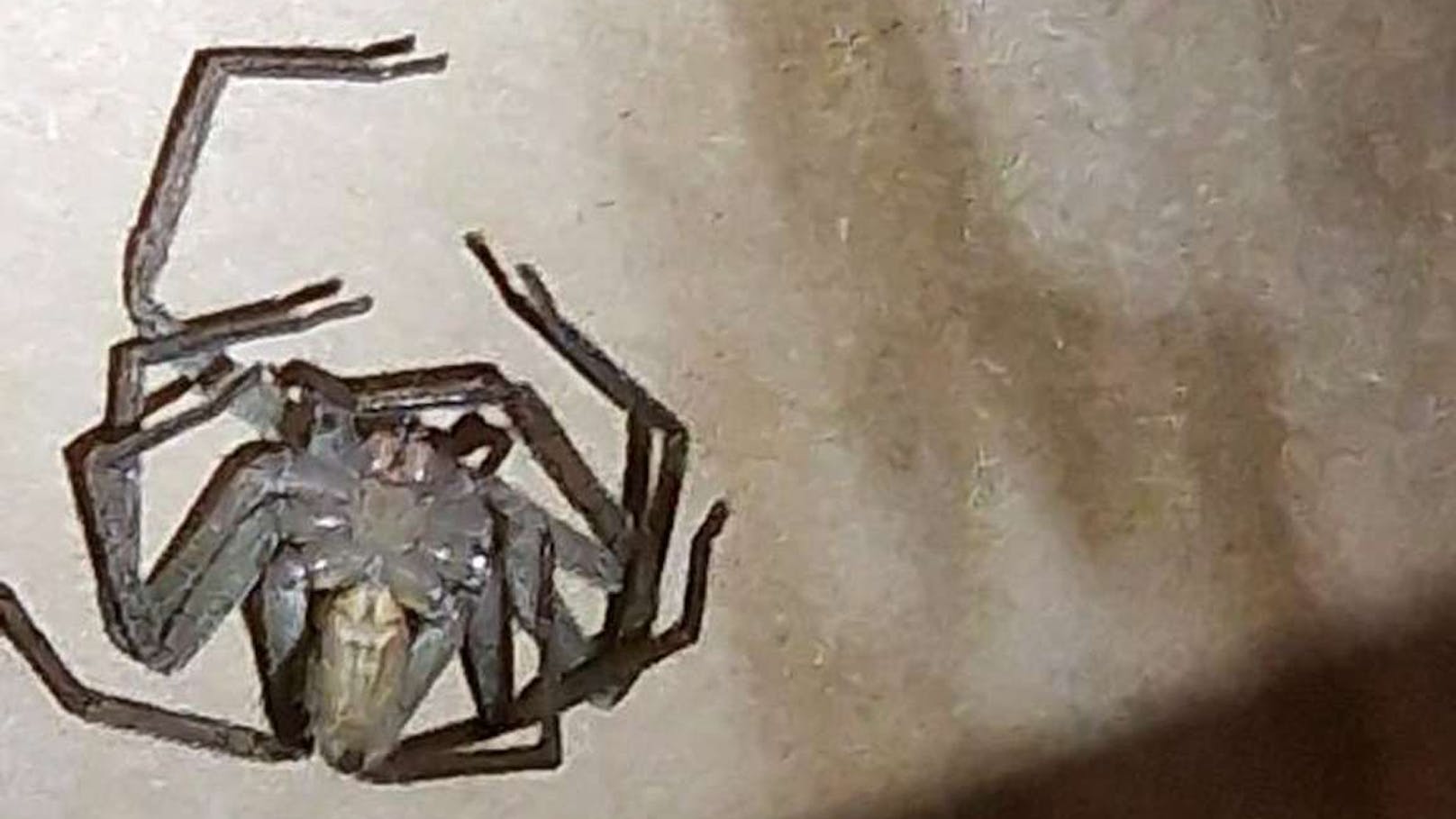 Schock in einem Supermarkt in Tulln (NÖ)! Eine Mitarbeiterin entdeckten in einer Bananenkiste eine riesige Spinne und schlug Alarm. Sogar die Feuerwehr musste anrücken.