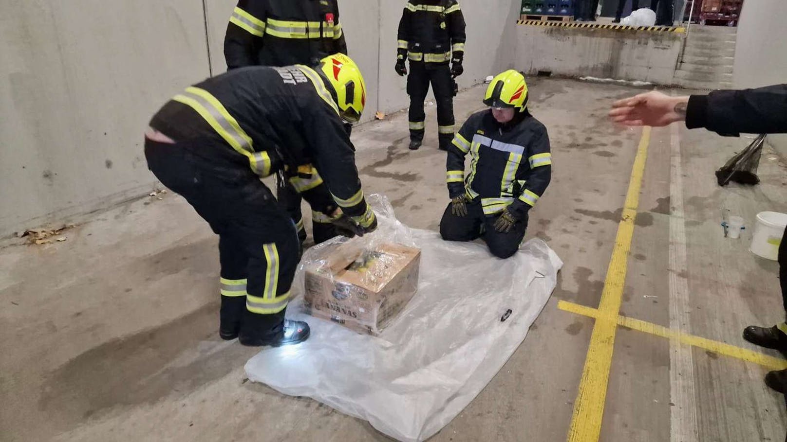 Schock in einem Supermarkt in Tulln (NÖ)! Eine Mitarbeiterin entdeckten in einer Bananenkiste eine riesige Spinne und schlug Alarm. Sogar die Feuerwehr musste anrücken.