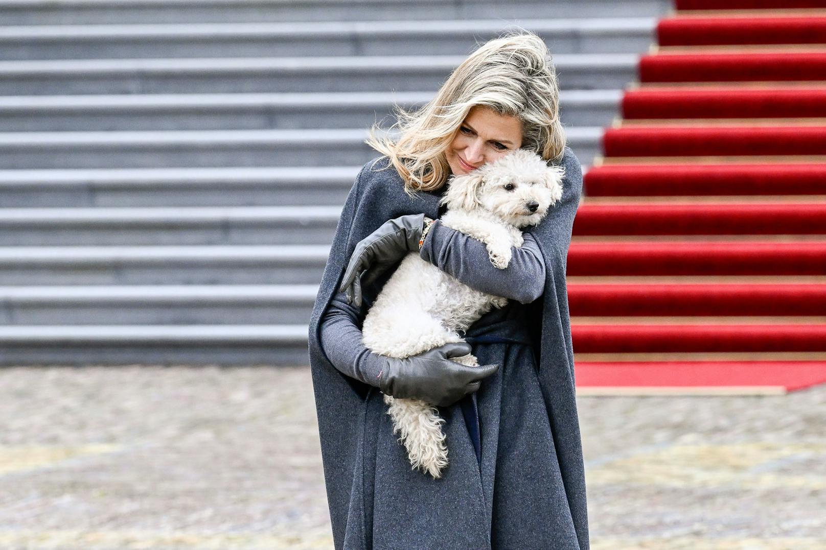 Von Königin Maxima bekommt Mambo ganz viel Kuscheleinheiten.