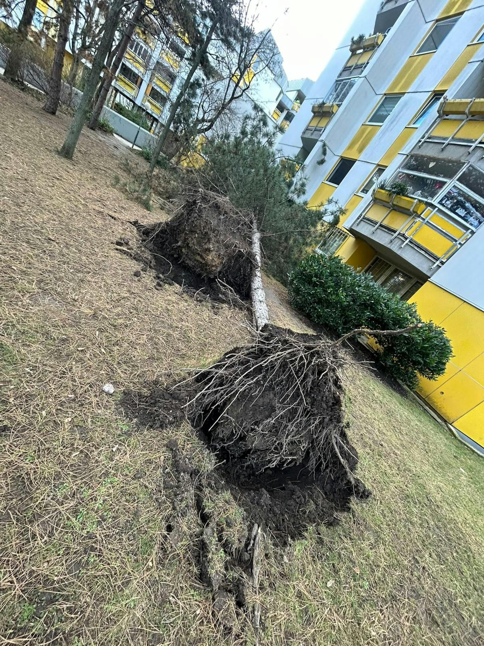 Mehrere Bäume wurden aufgrund des heftigen Sturms aus dem Boden gerissen.