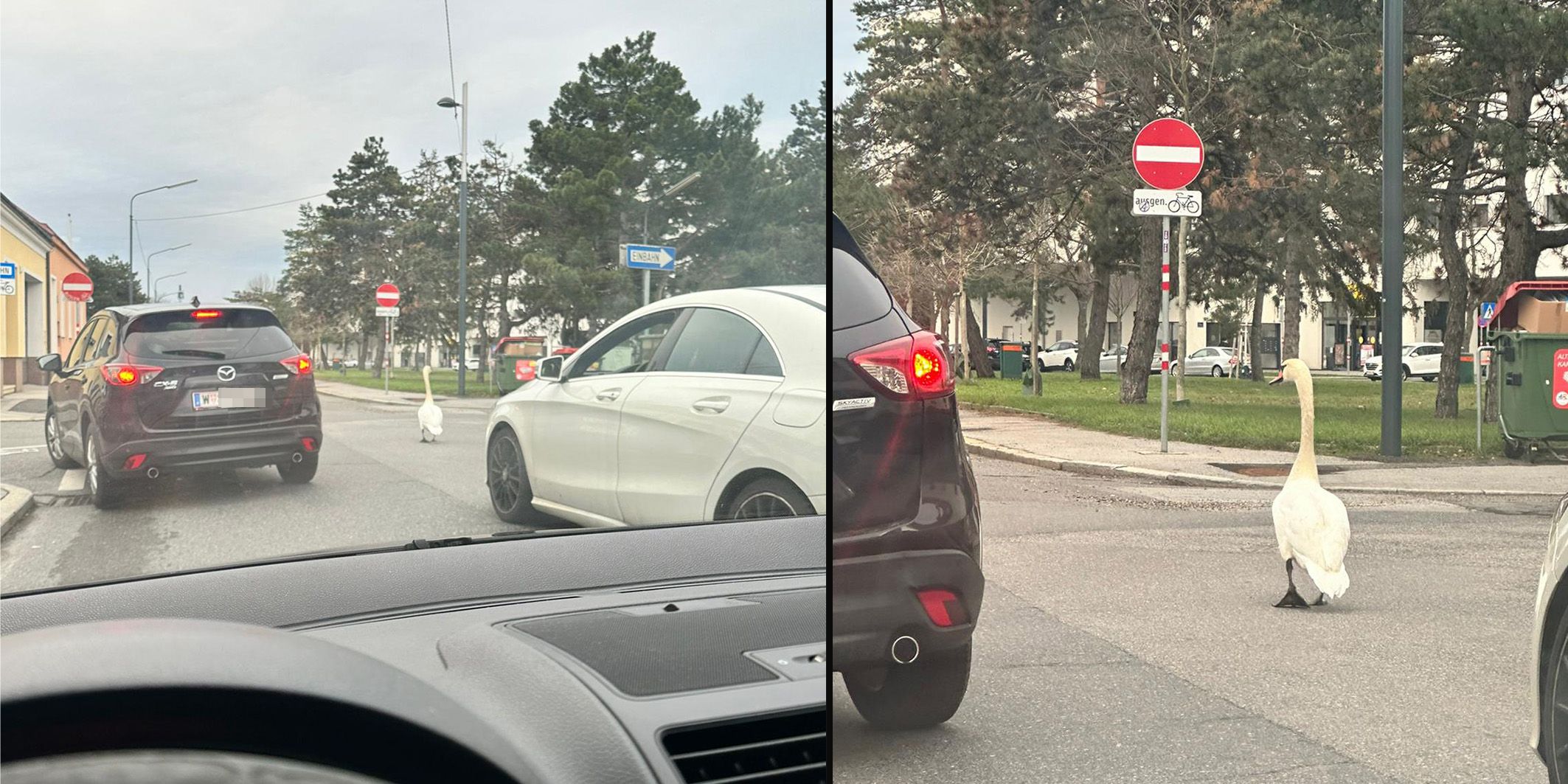 Dieser Schwan dürfte sich am 24. Dezember wohl verirrt haben. Er watschelte durch die Wiener Straßen.
