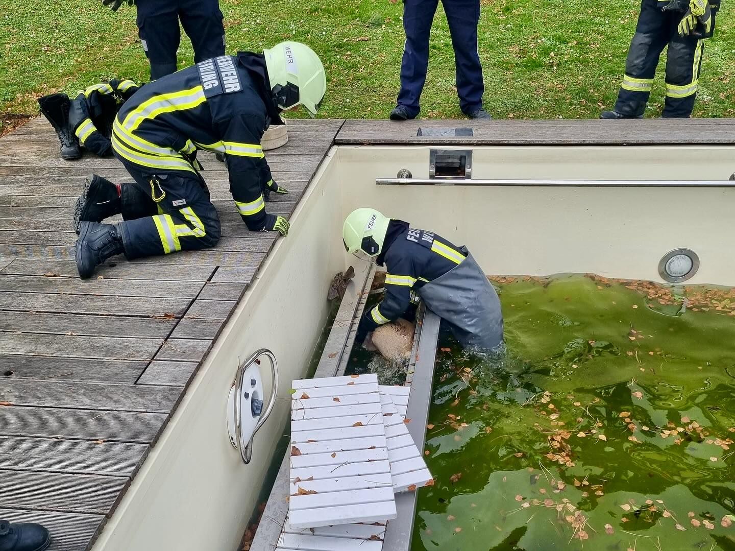 Die Feuerwehr Weidling kam dem Reh zu Hilfe und rettete sein Leben.