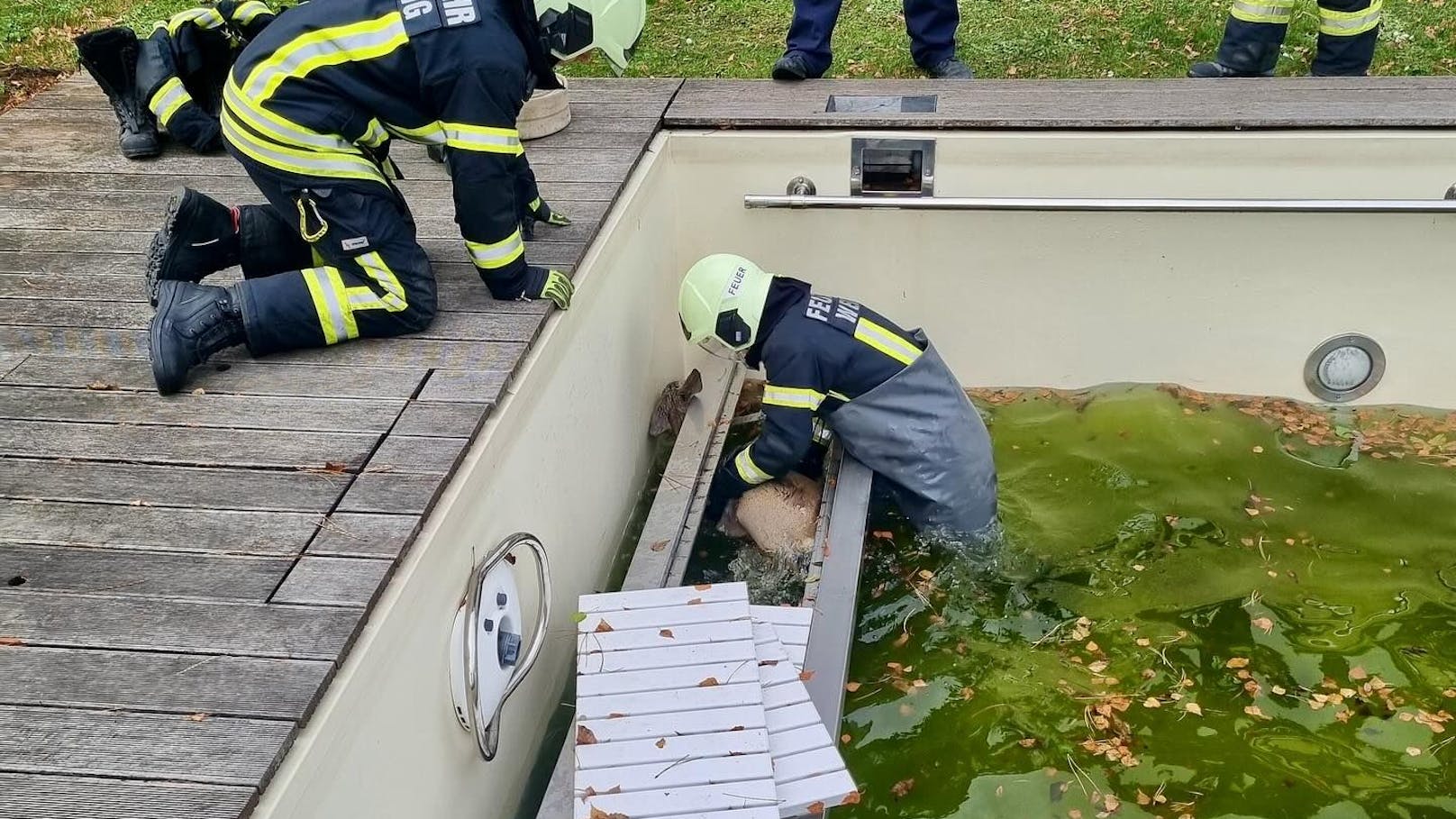 Feuerwehr rettete Reh vor dem Pool-Tod