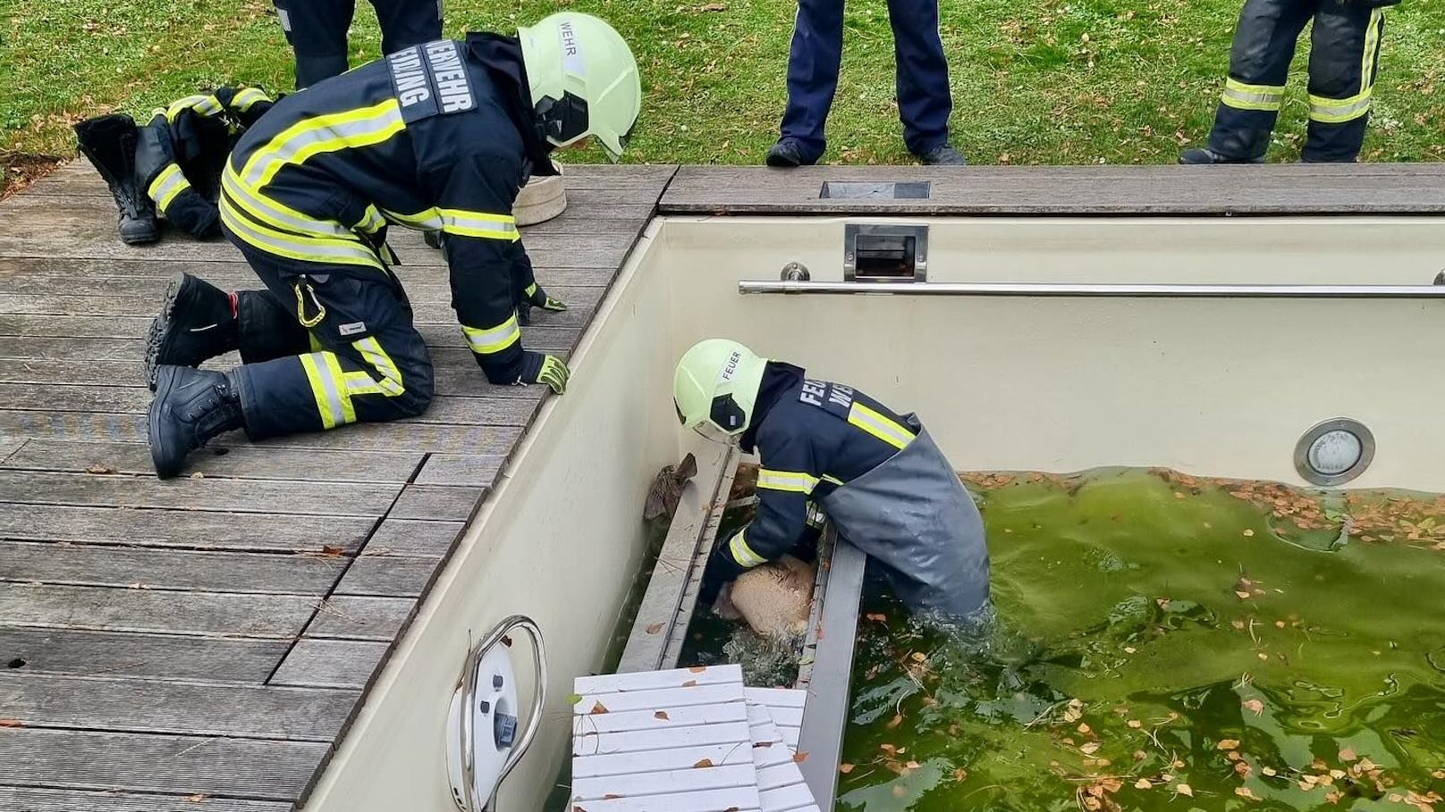 Beim Eintreffen steckte es mit dem Kopf zwischen Poolwand und Stiege fest.