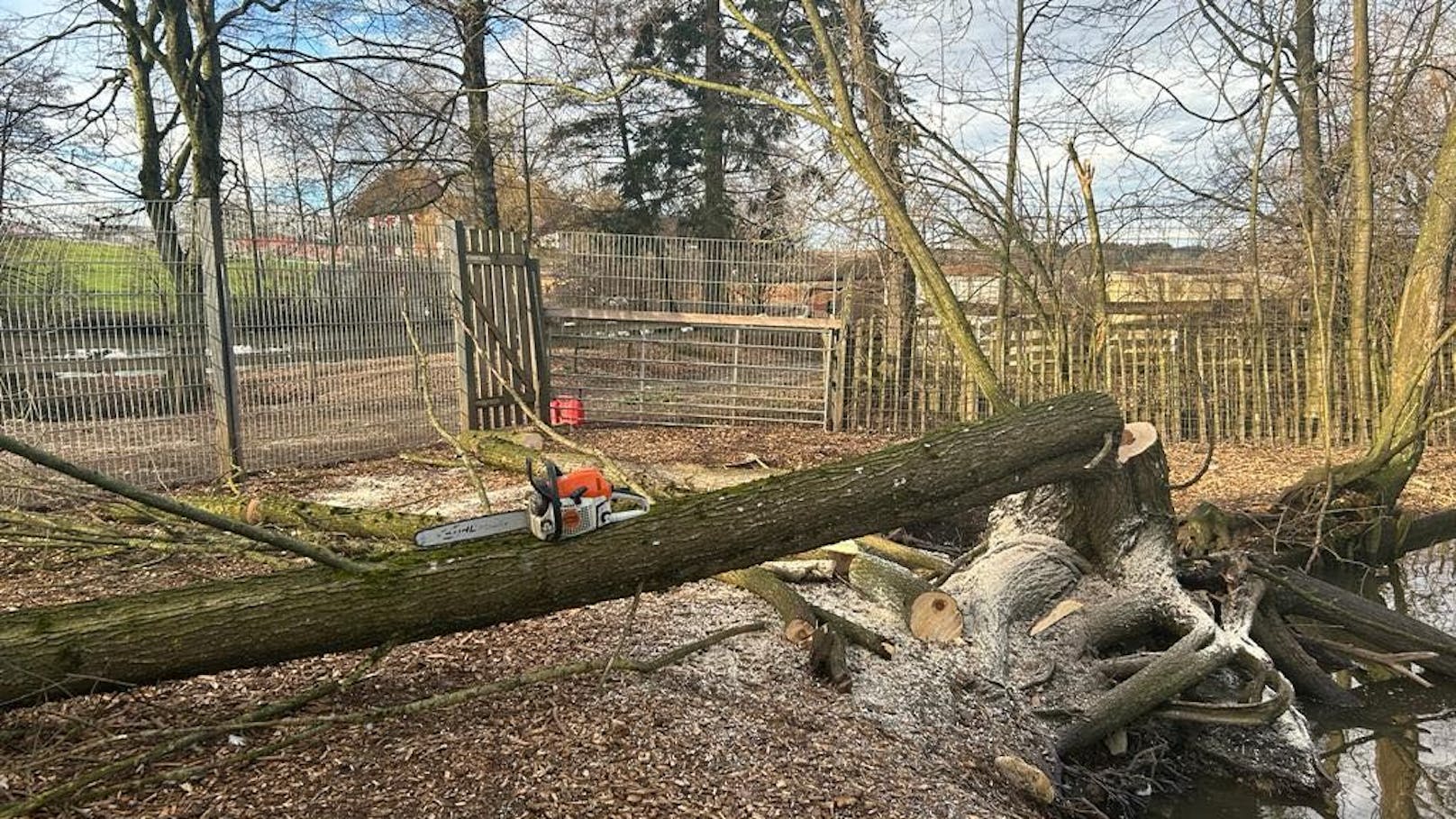 Auf dem Gelände der Pfotenhilfe Lochen (Bez. Braunau) wurden ebenfalls Bäume umgeknickt.