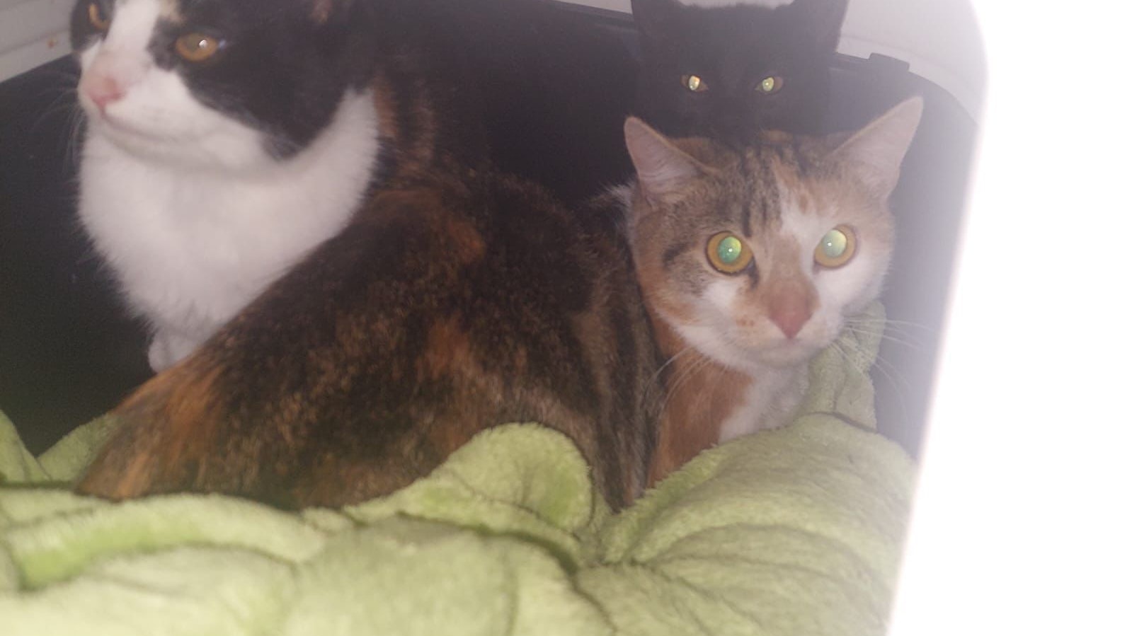 Die Katzen wurden zu Weihnachten in der Nähe des Tierheims abgesetzt.