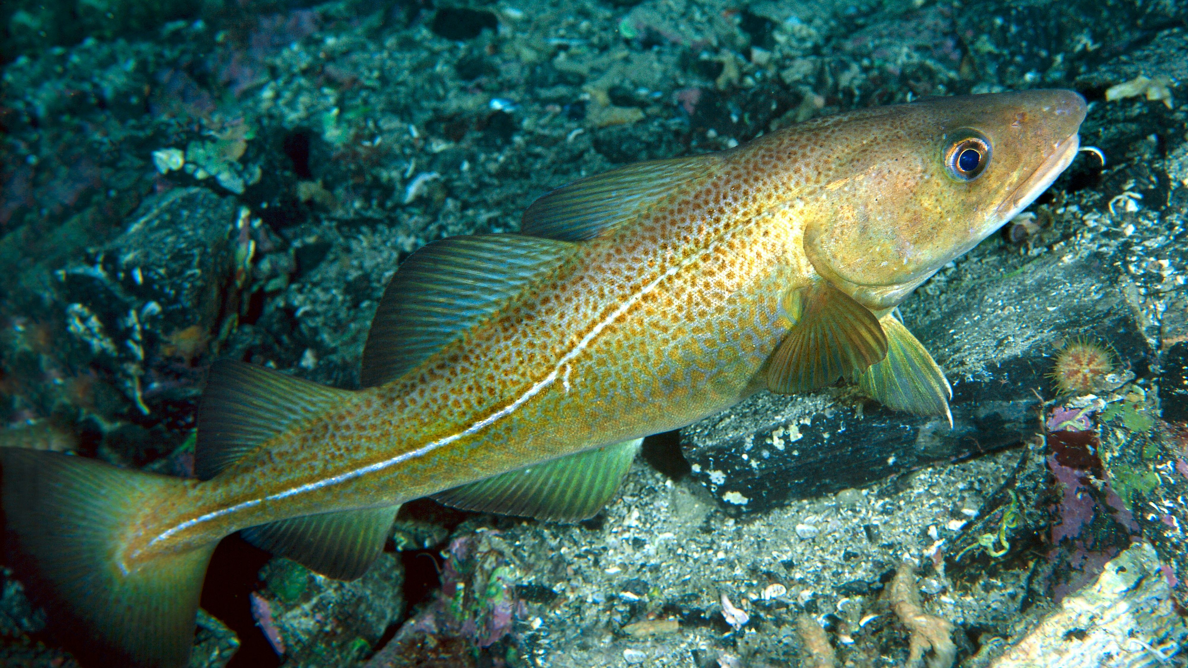 Noch immer Verlierer: Die erlaubte Fangmenge des Kabeljaus liegt weit über den wissenschaftlichen Empfehlungen, weshalb sich die Population kaum erholen kann. 